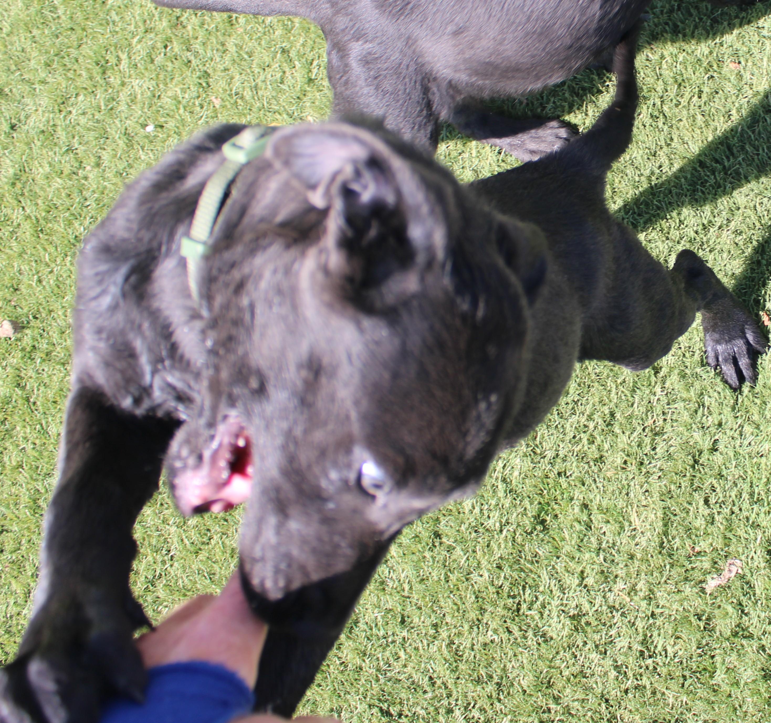 Enlarge ROSE, a Adoptable mixed breed in Wasco, CA image 5/6