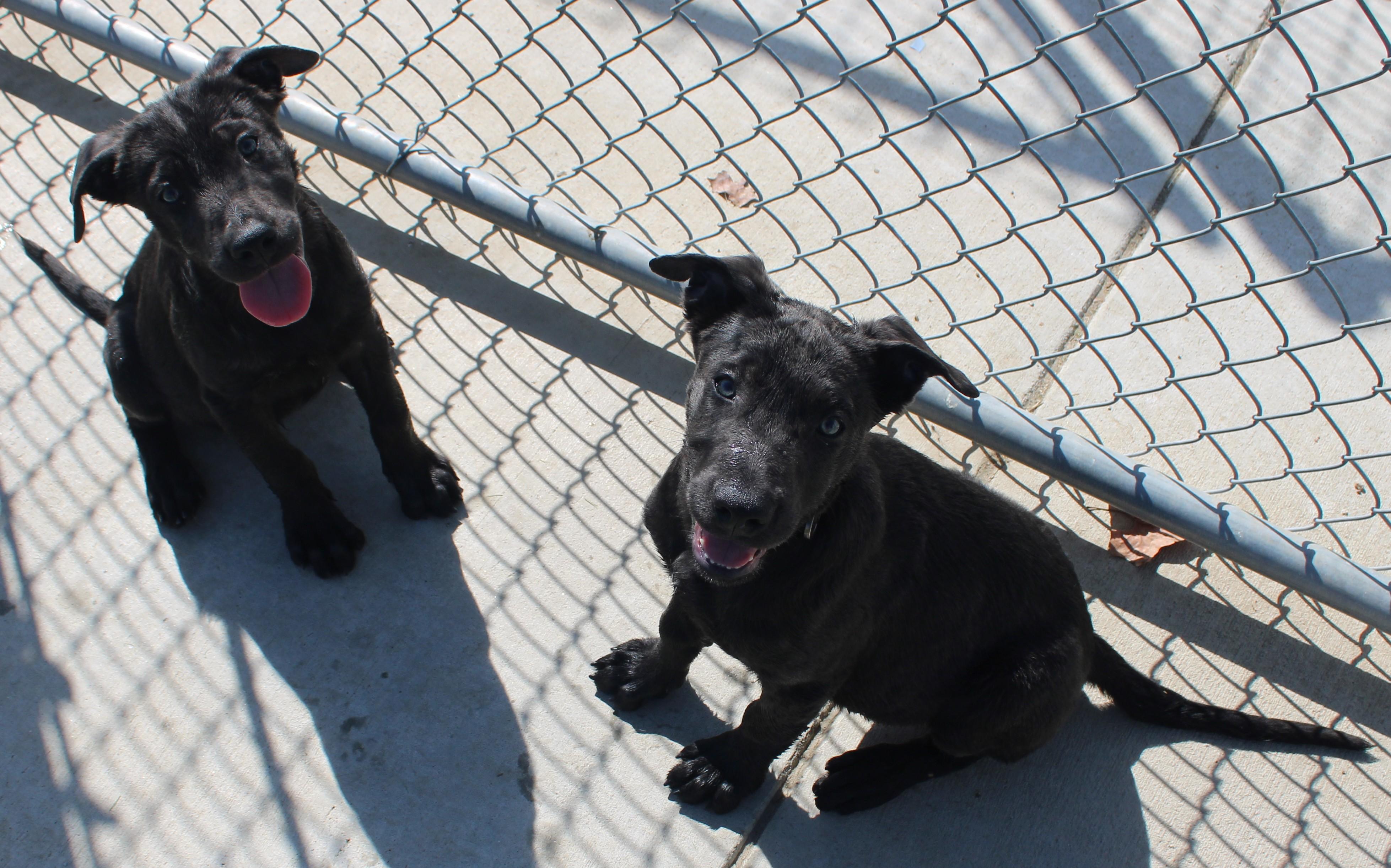 Enlarge ROSE, a Adoptable mixed breed in Wasco, CA image 2/6