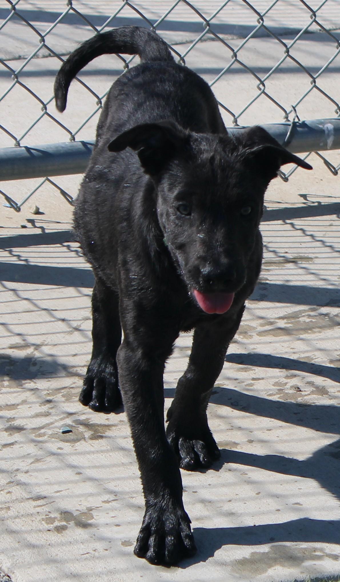 Enlarge ROSE, a Adoptable mixed breed in Wasco, CA image 4/6