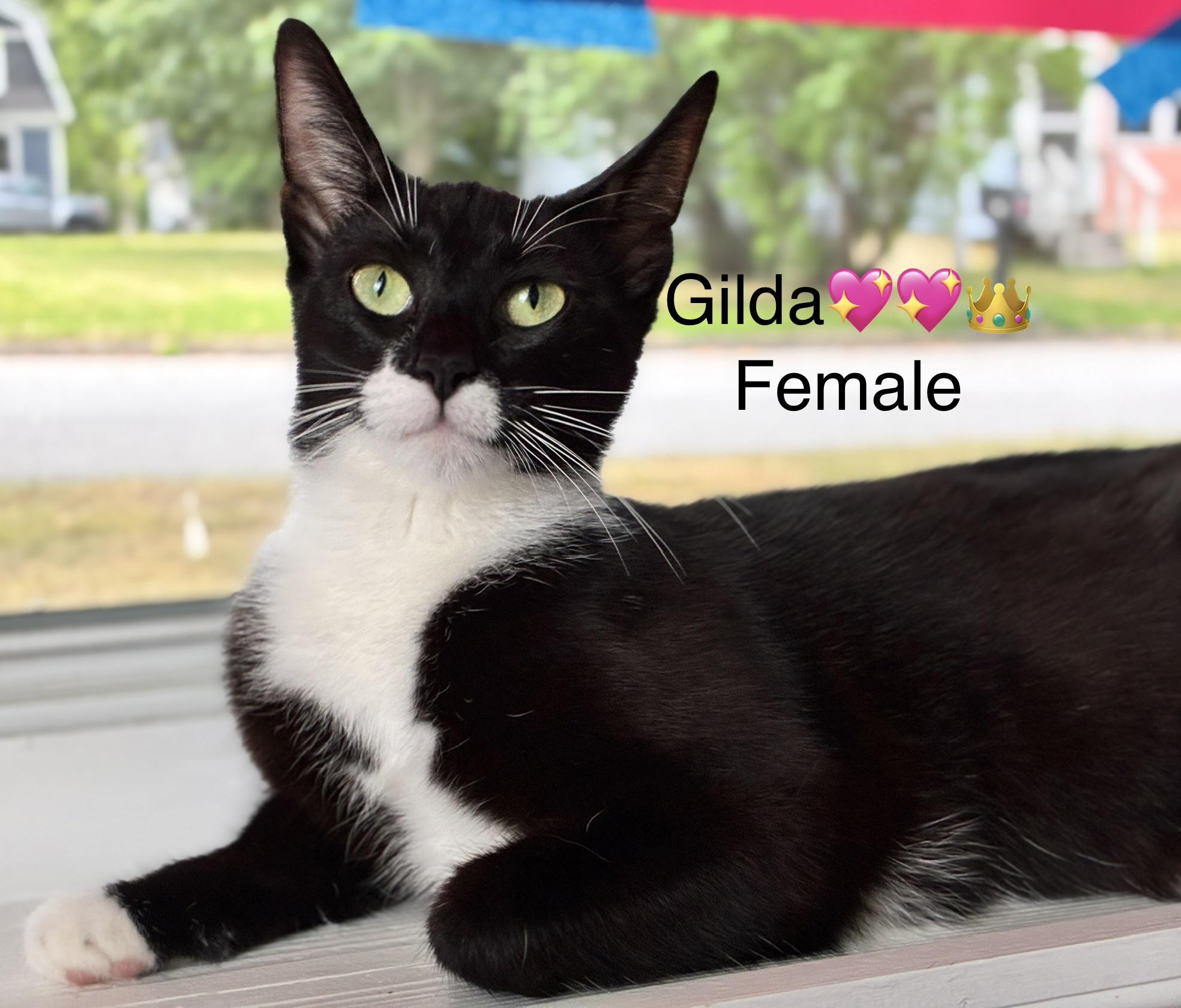 Enlarge Gilda, a ADOPTABLE mixed breed in Calais, ME image 1/1
