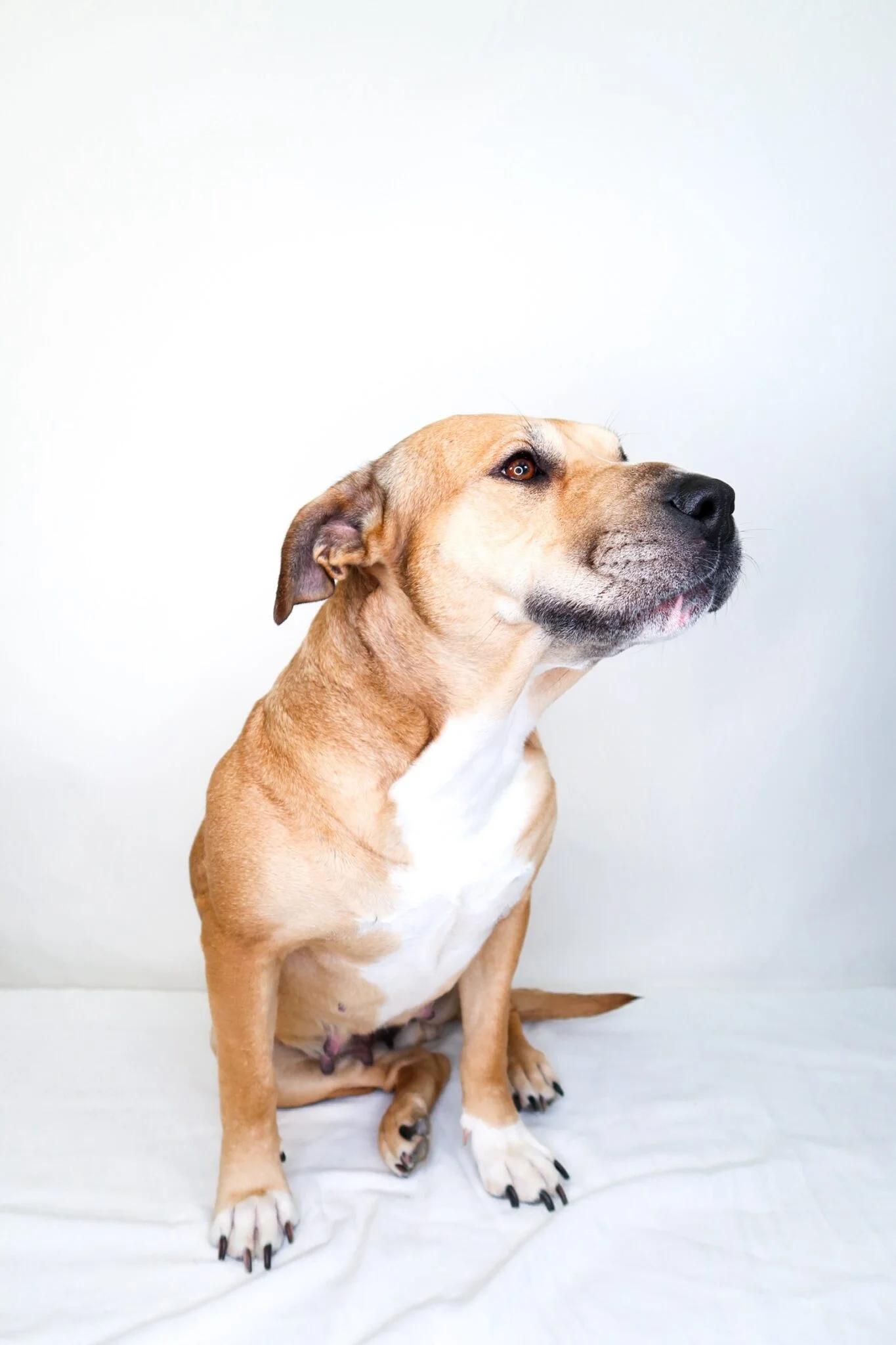 Enlarge Mei Mei , a ADOPTABLE mixed breed in Bixby, OK image 5/5