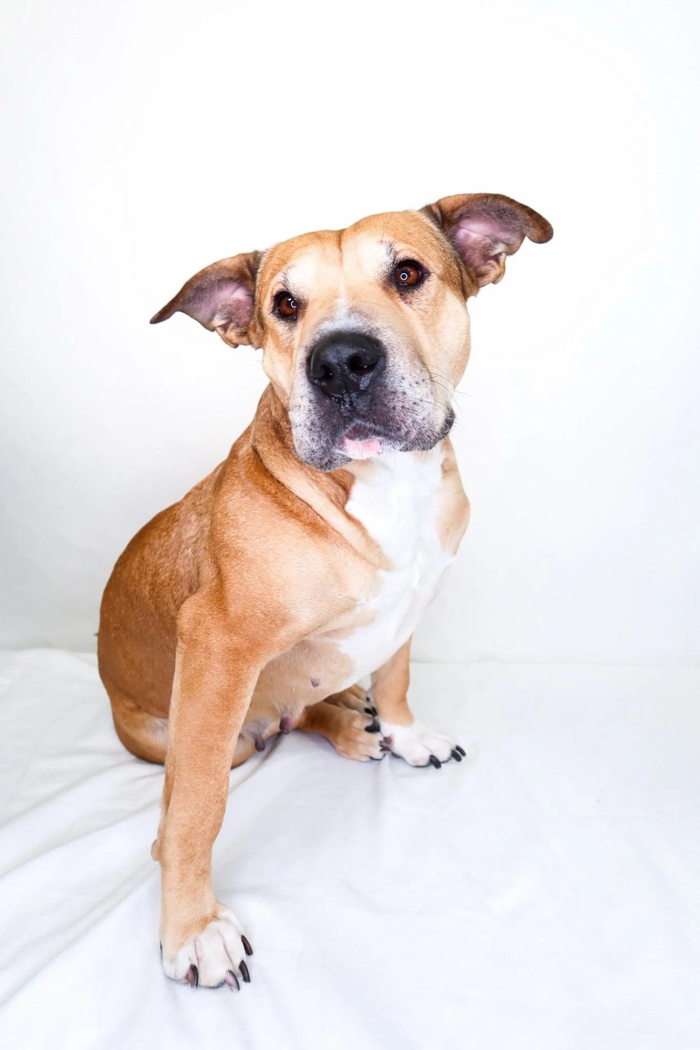 Mei Mei , ADOPTABLE, Adult Female Shar-Pei.