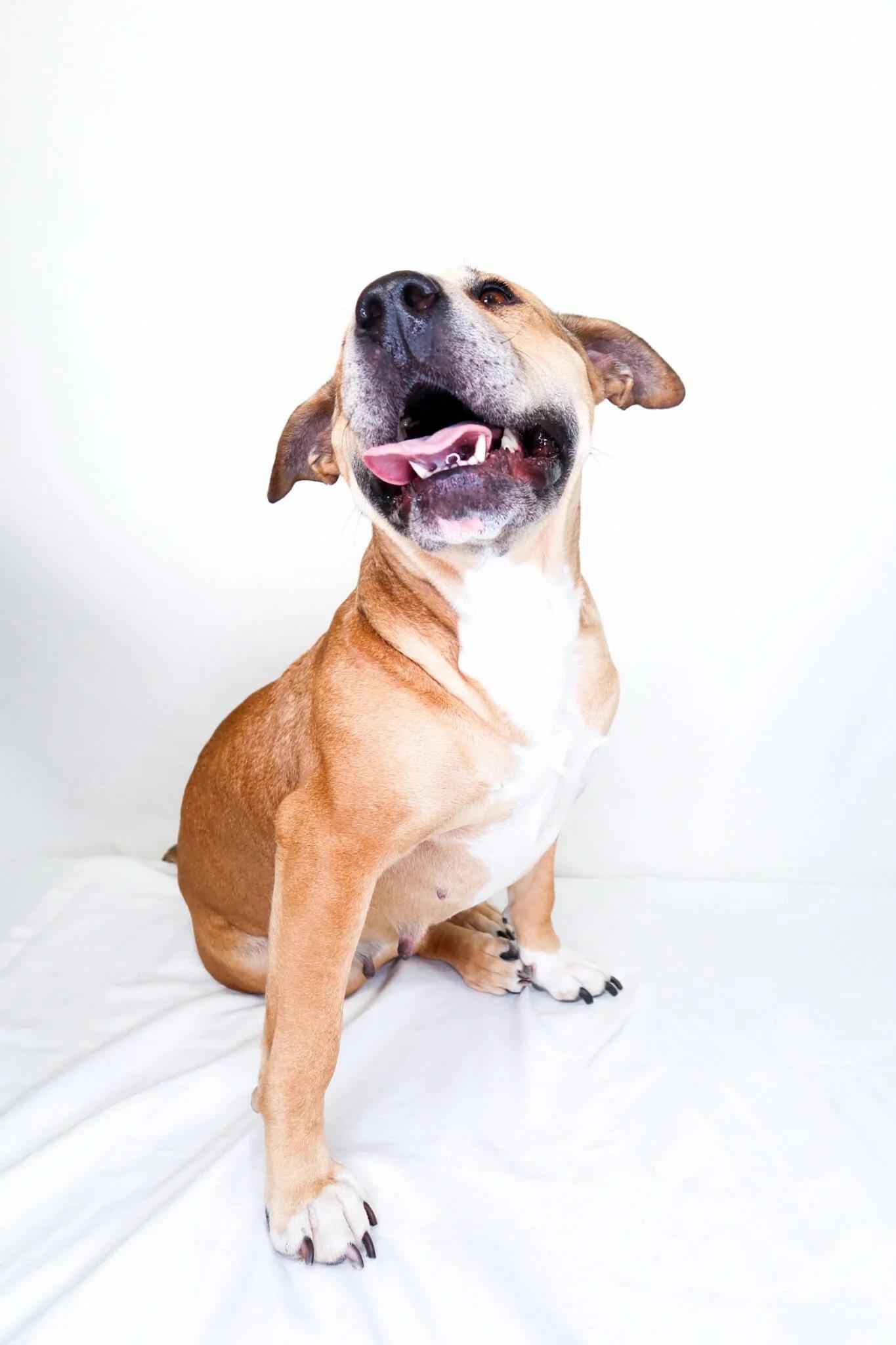 Enlarge Mei Mei , a ADOPTABLE mixed breed in Bixby, OK image 4/5