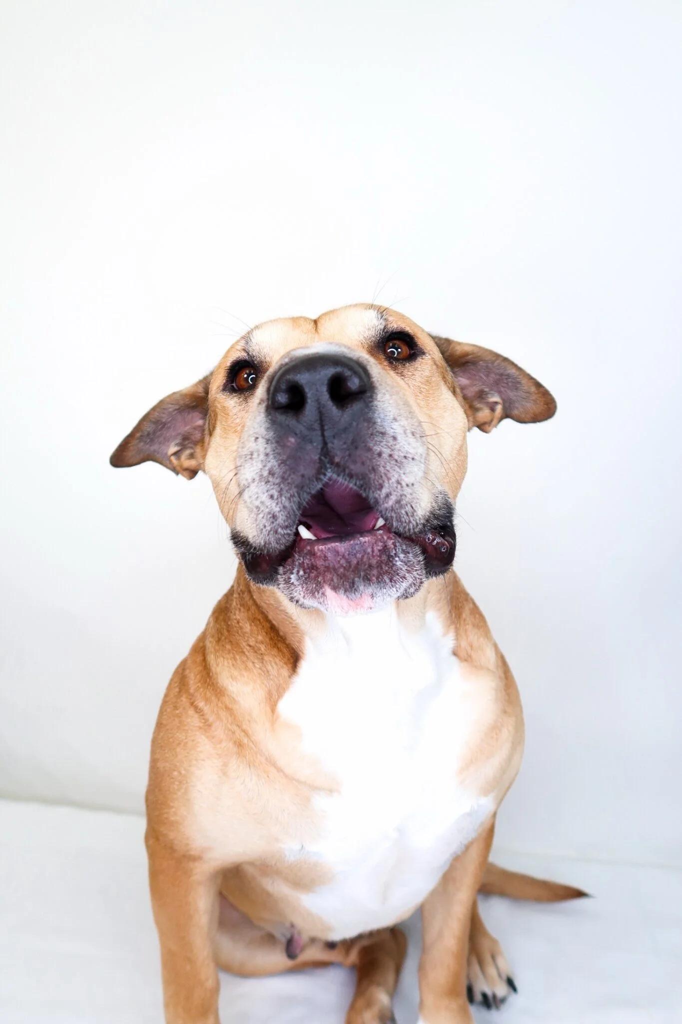 Enlarge Mei Mei , a ADOPTABLE mixed breed in Bixby, OK image 3/5