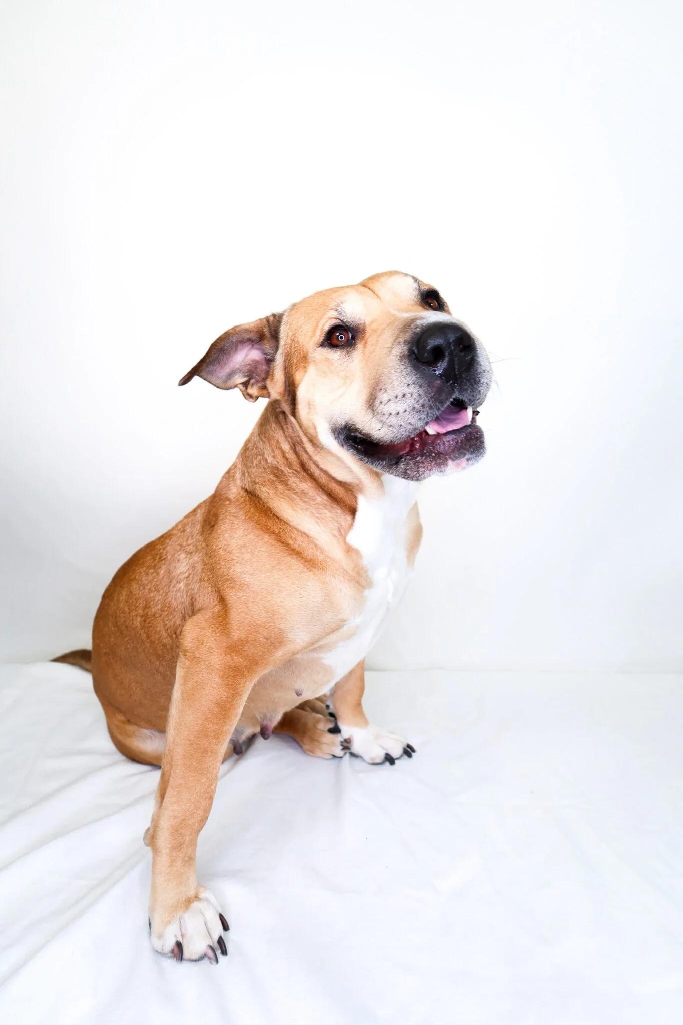 Enlarge Mei Mei , a ADOPTABLE mixed breed in Bixby, OK image 2/5