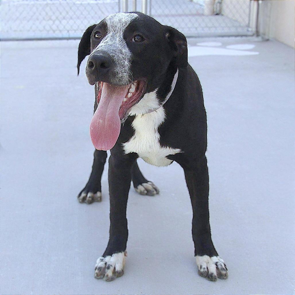 Ducky - PAWS, Adoptable, Young Male Mixed Breed.