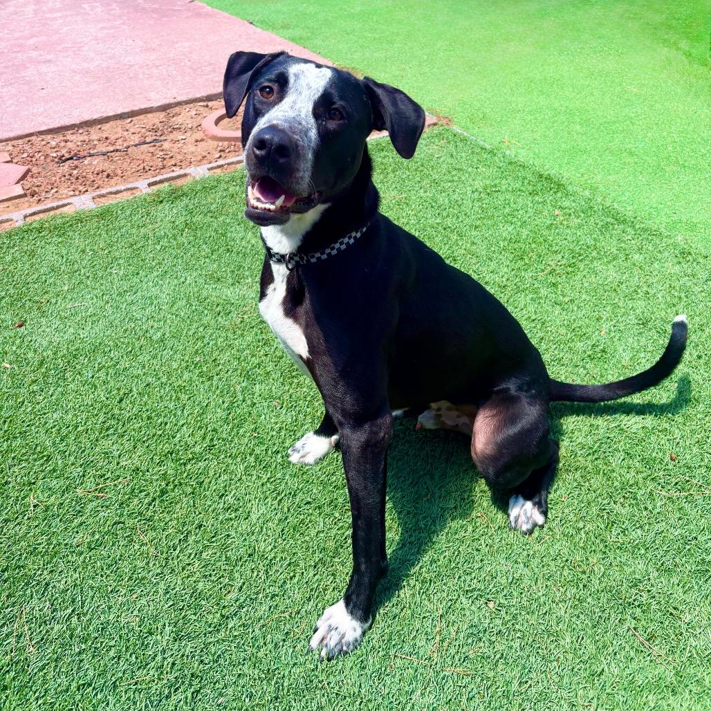 Ducky - PAWS, a Adoptable Mixed Breed in Las Cruces, NM image 2/6