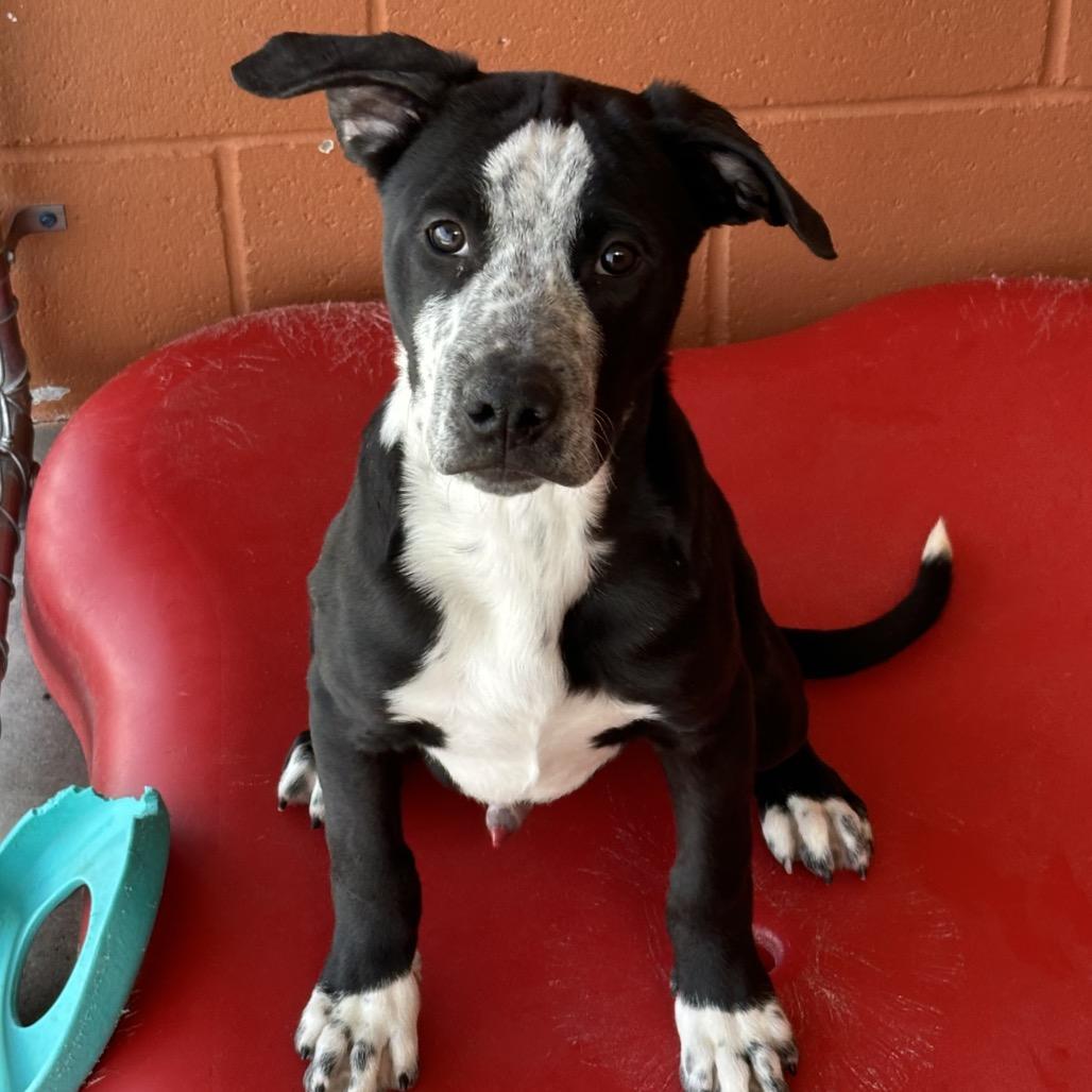 Enlarge Ducky - PAWS, a Adoptable Mixed Breed in Las Cruces, NM image 2/6