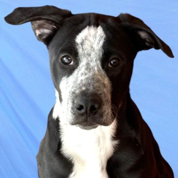 Enlarge Ducky - PAWS, a Adoptable Mixed Breed in Las Cruces, NM image 3/6