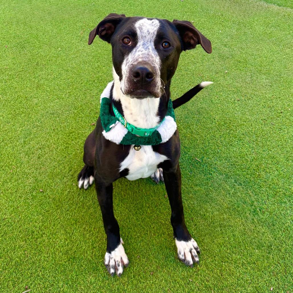 Enlarge Ducky - PAWS, a Adoptable Mixed Breed in Las Cruces, NM image 5/6