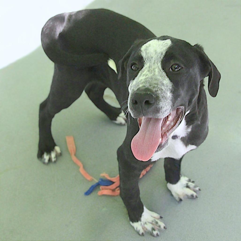 Enlarge Ducky - PAWS, a Adoptable Mixed Breed in Las Cruces, NM image 6/6