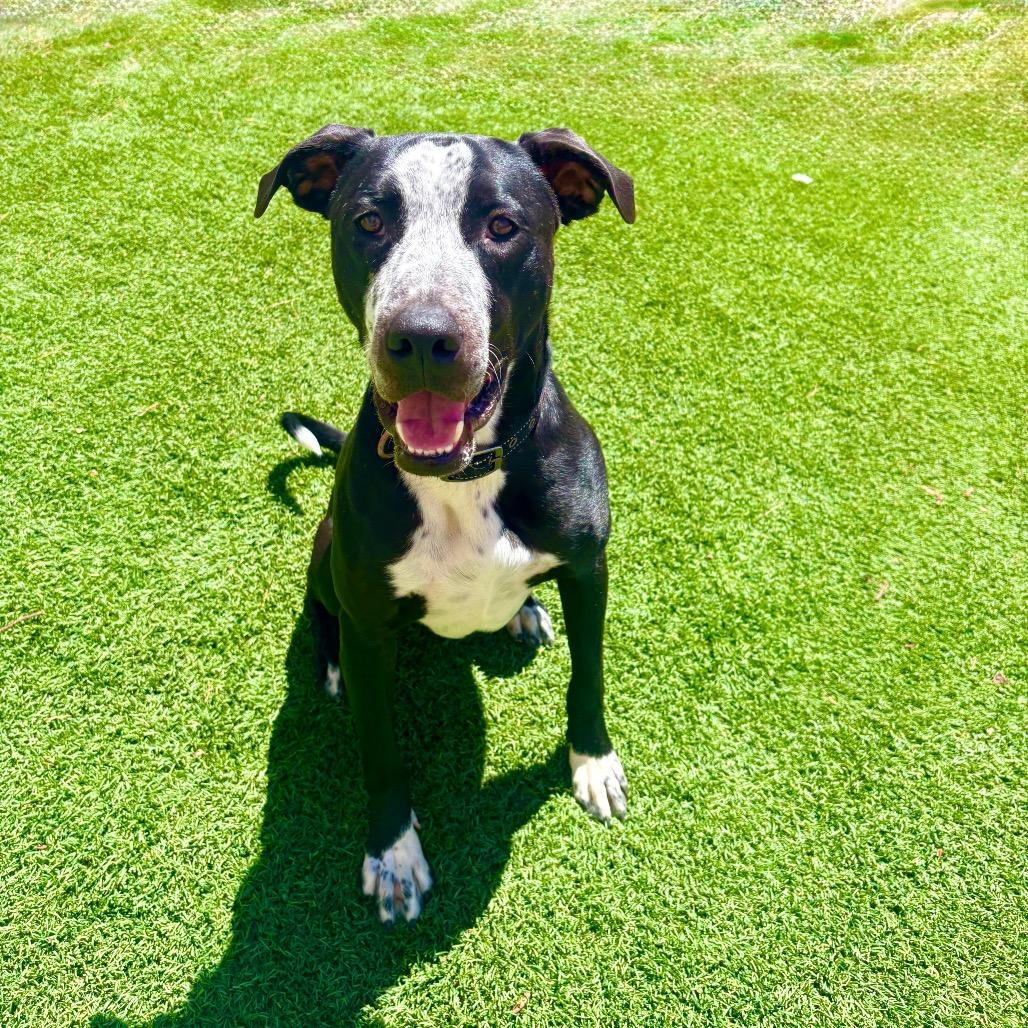 Ducky - PAWS, a Adoptable Mixed Breed in Las Cruces, NM image 5/6
