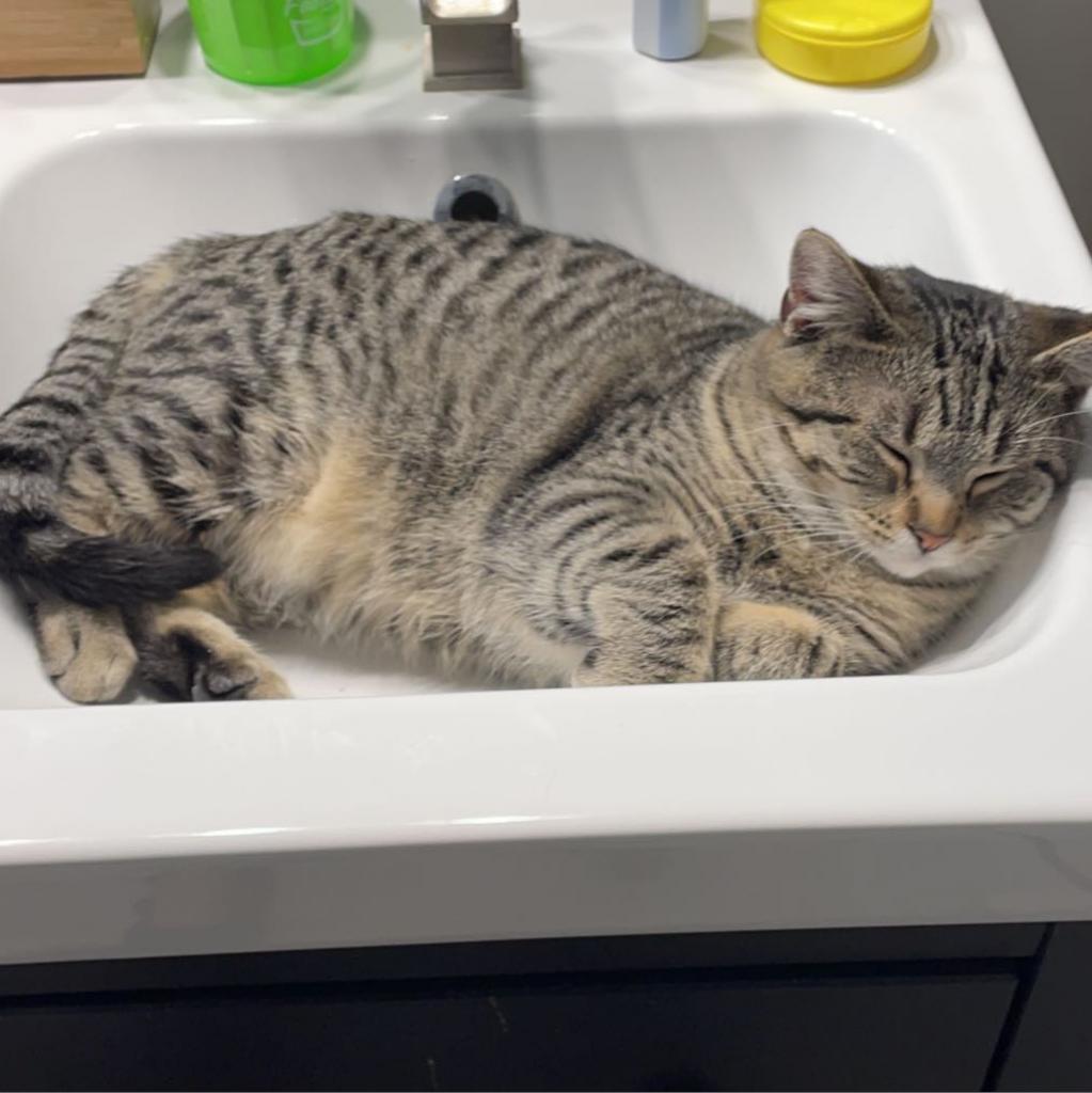 Maxwell — thumbnail 2