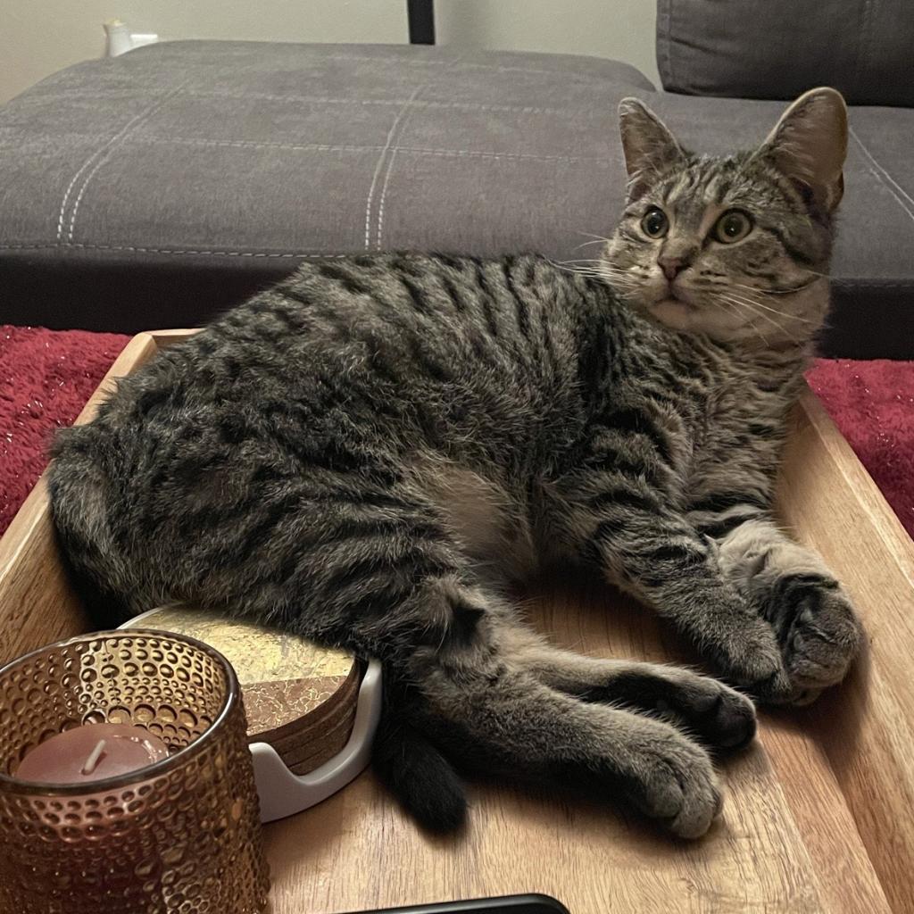 Maxwell — thumbnail 3