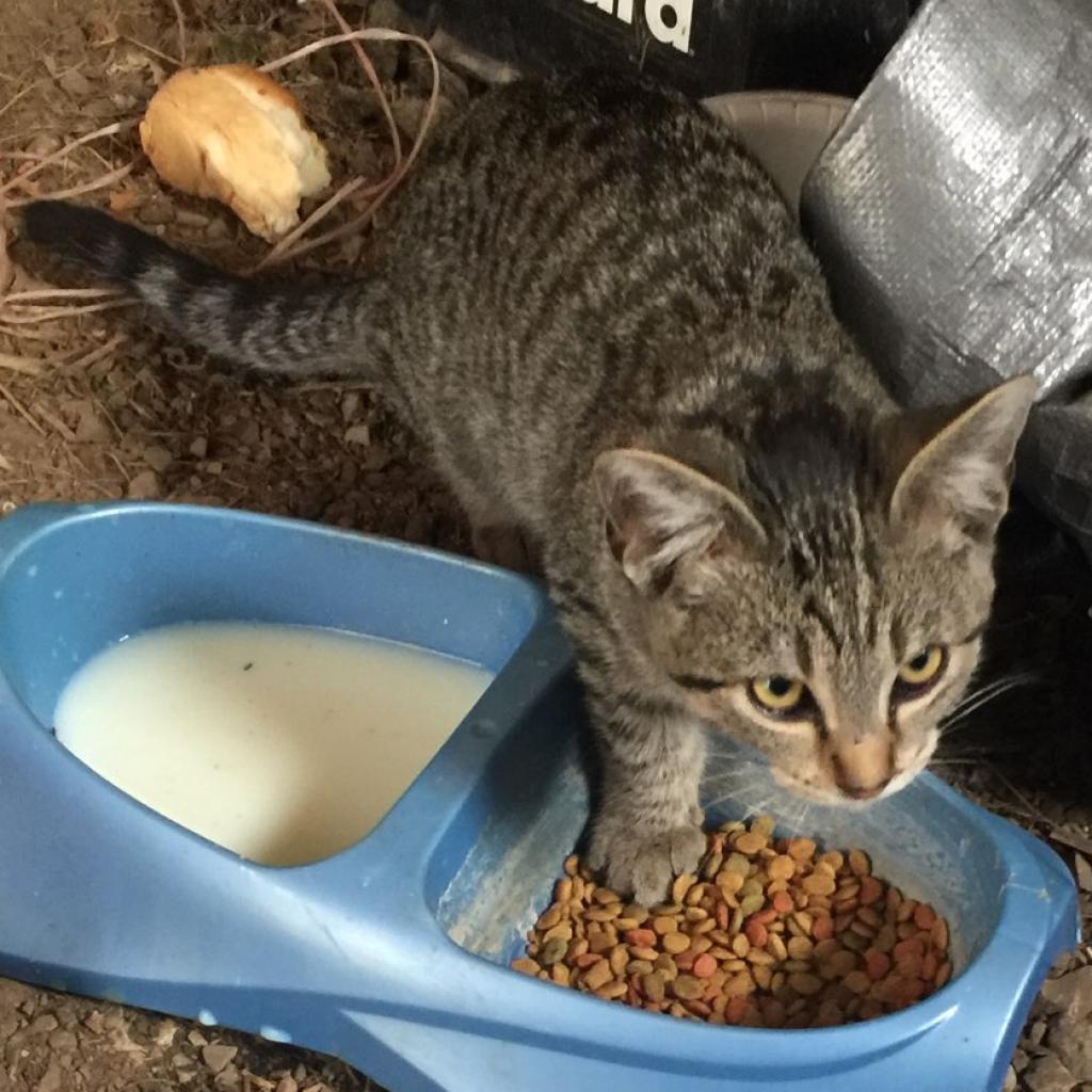 Maxwell — thumbnail 5