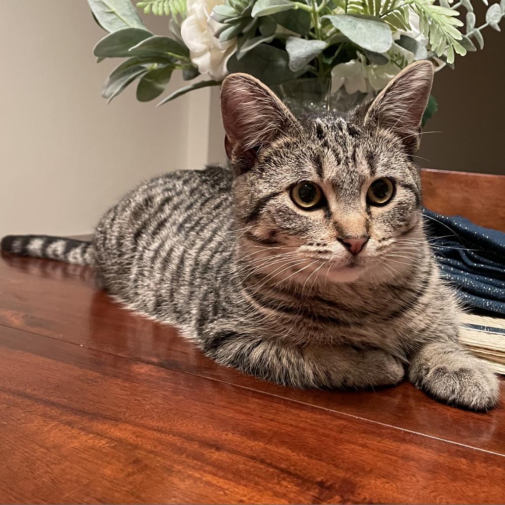 Maxwell — thumbnail 6