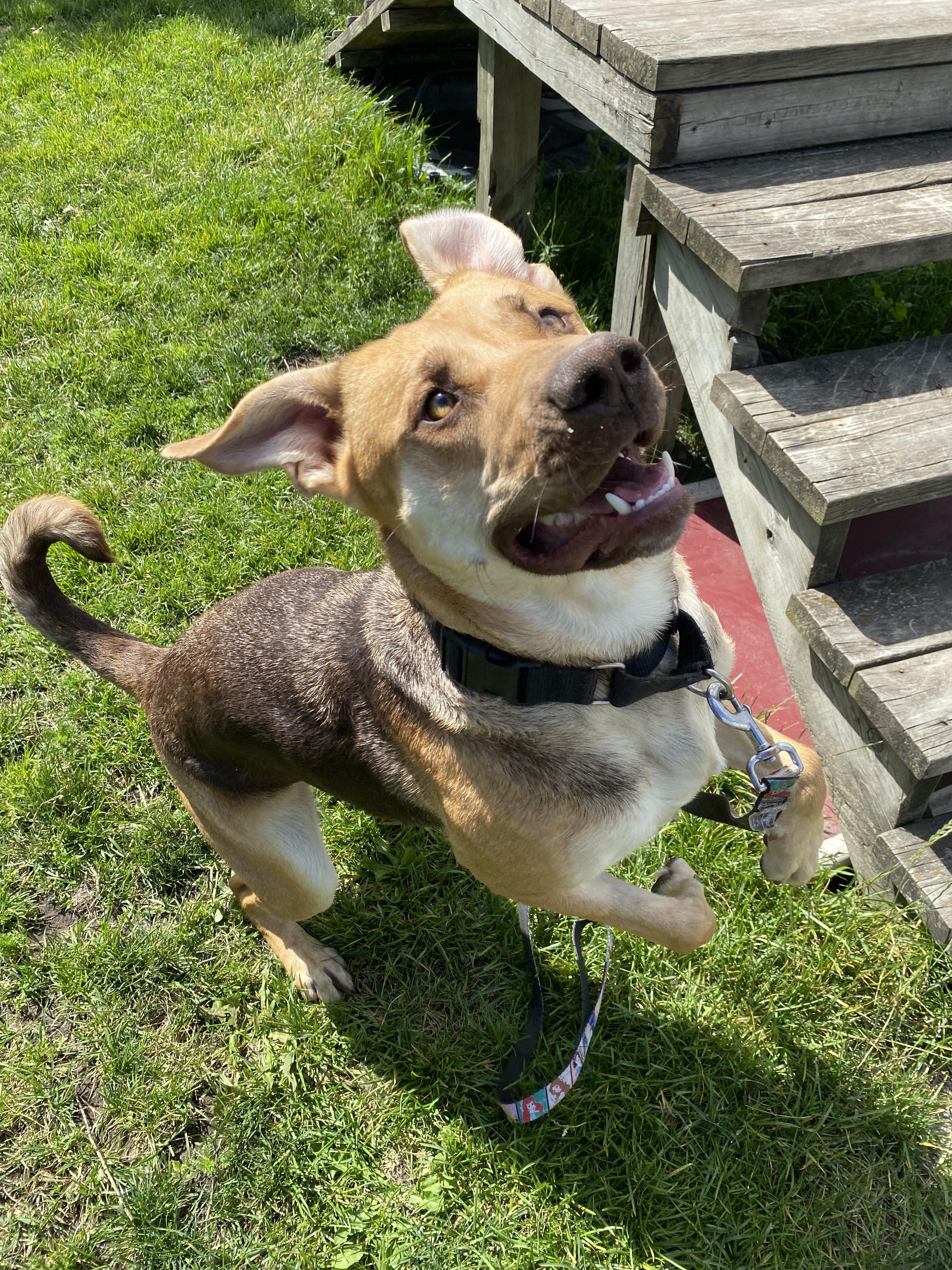 Jellyfish - ADOPTABLE, a ADOPTABLE mixed breed in Chilliwack, BC image 4/6