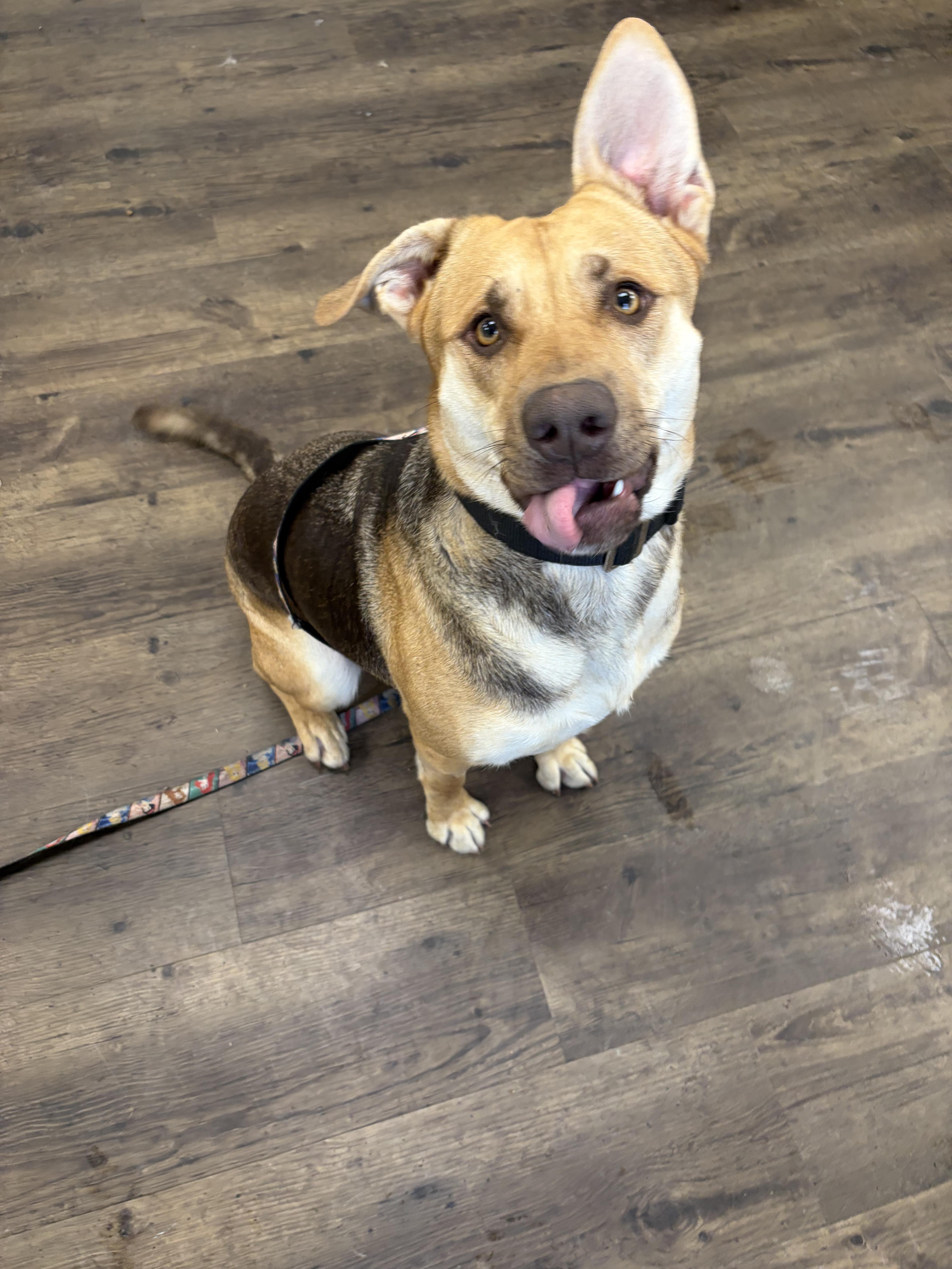 Jellyfish - ADOPTABLE, a ADOPTABLE mixed breed in Chilliwack, BC image 1/6