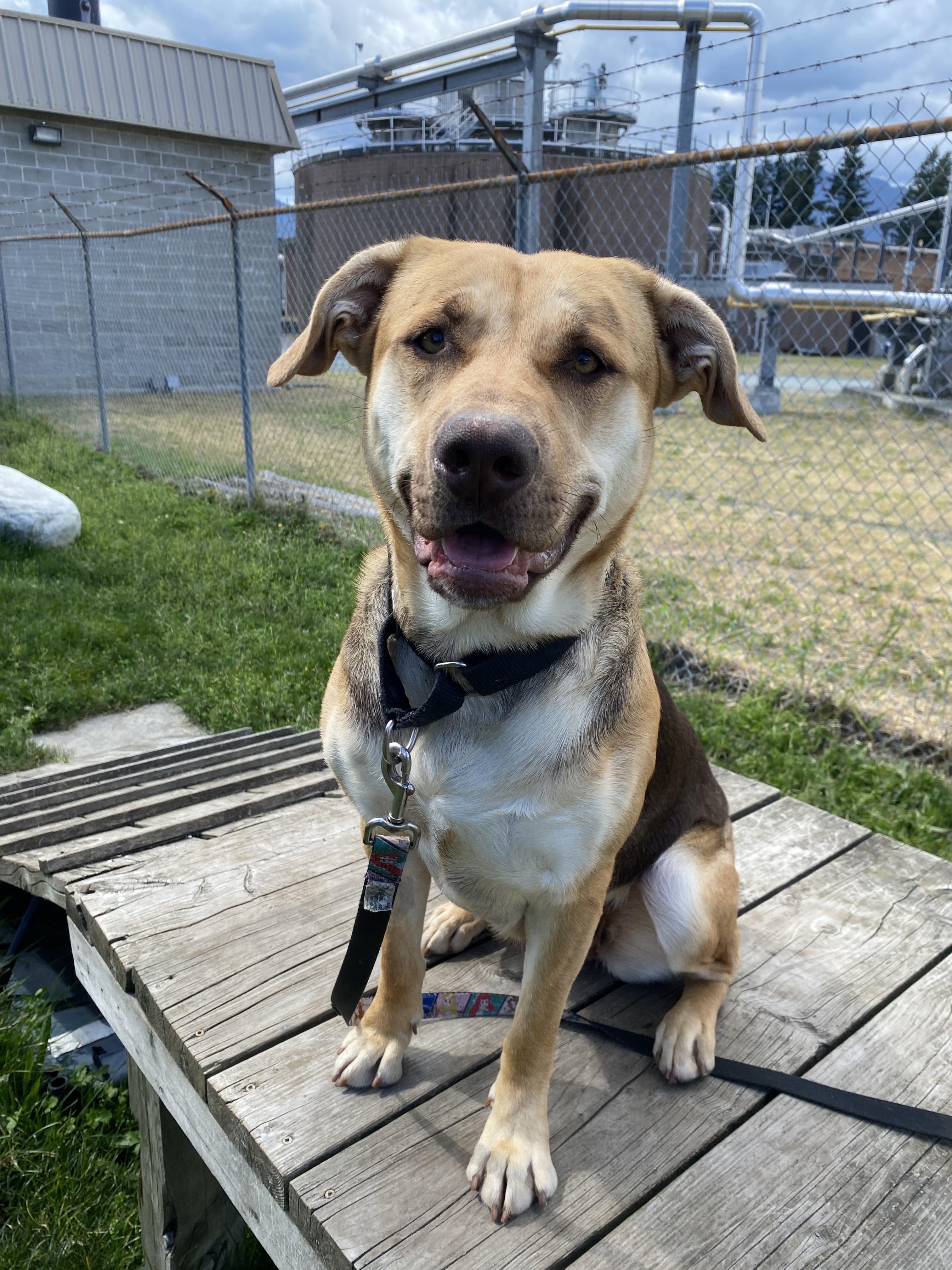 Jellyfish - ADOPTABLE, a ADOPTABLE mixed breed in Chilliwack, BC image 2/6