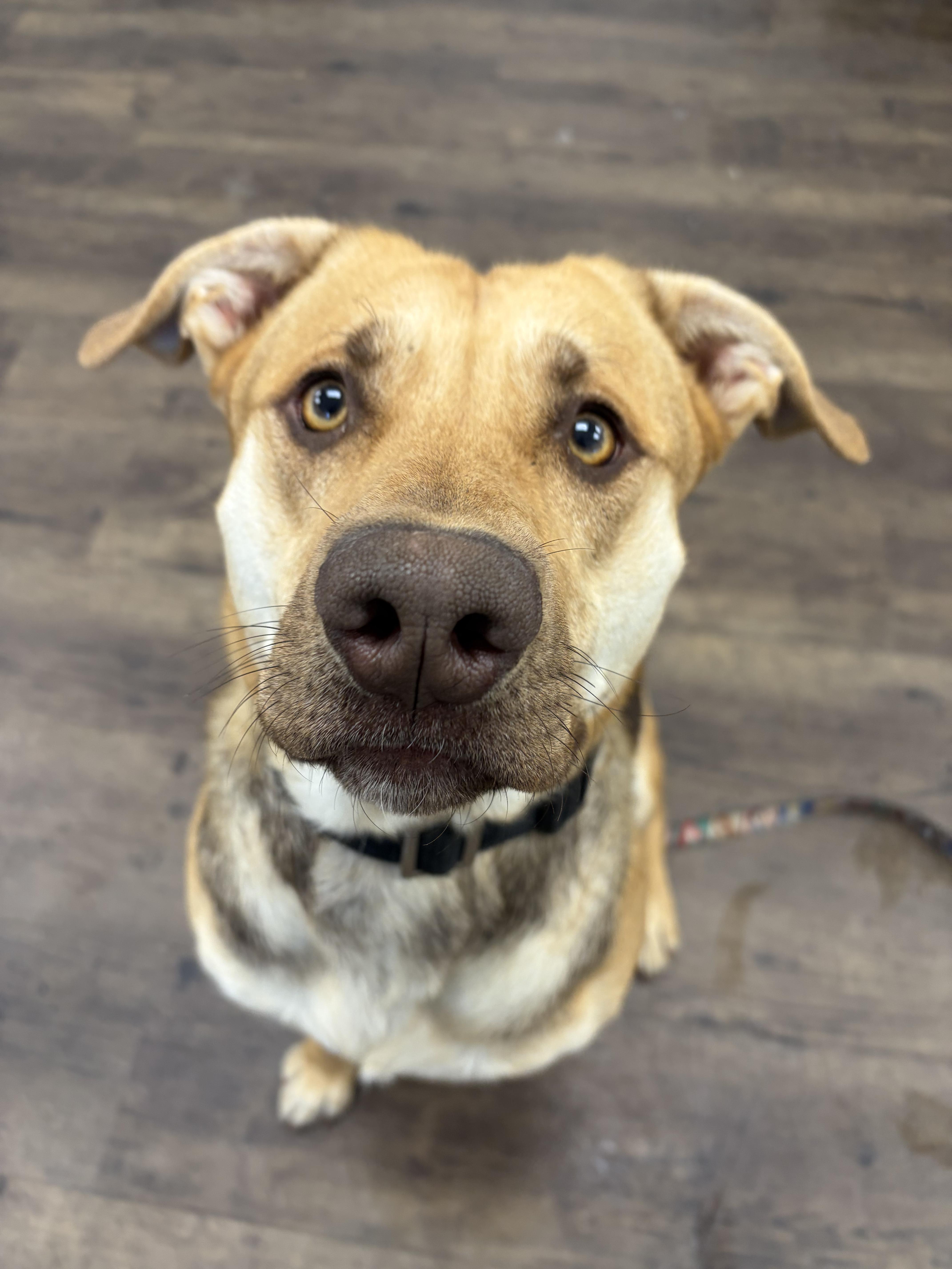 Jellyfish - ADOPTABLE, a ADOPTABLE mixed breed in Chilliwack, BC image 6/6