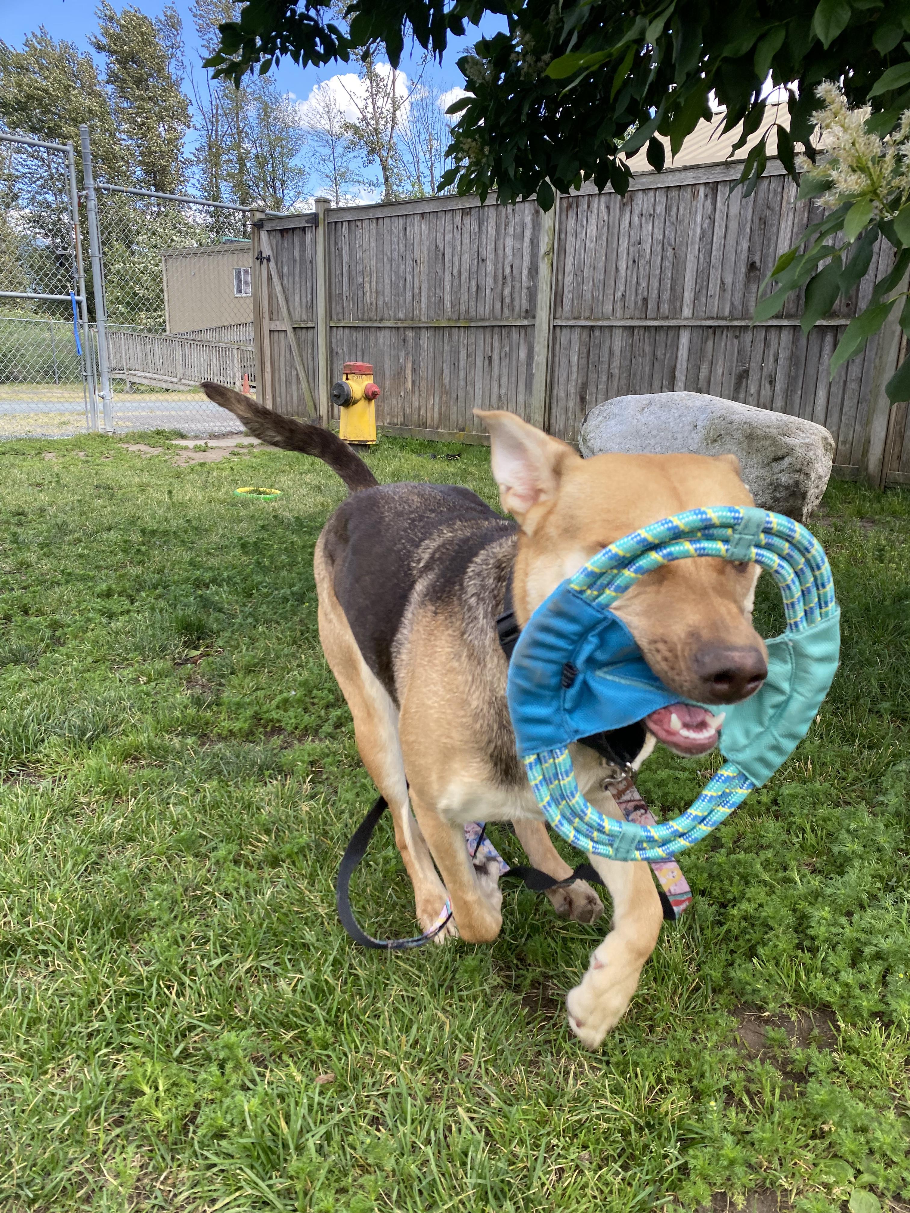 Jellyfish - ADOPTABLE, a ADOPTABLE mixed breed in Chilliwack, BC image 5/6
