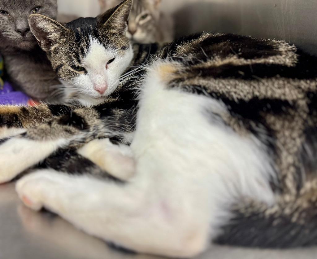 Cher, Adoptable, Young Female Domestic Short Hair.