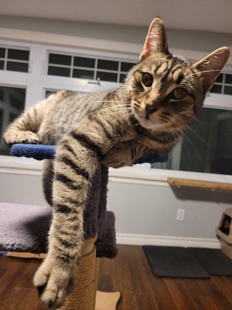 John, an adoptable Tabby in Hamilton, ON image 2/4