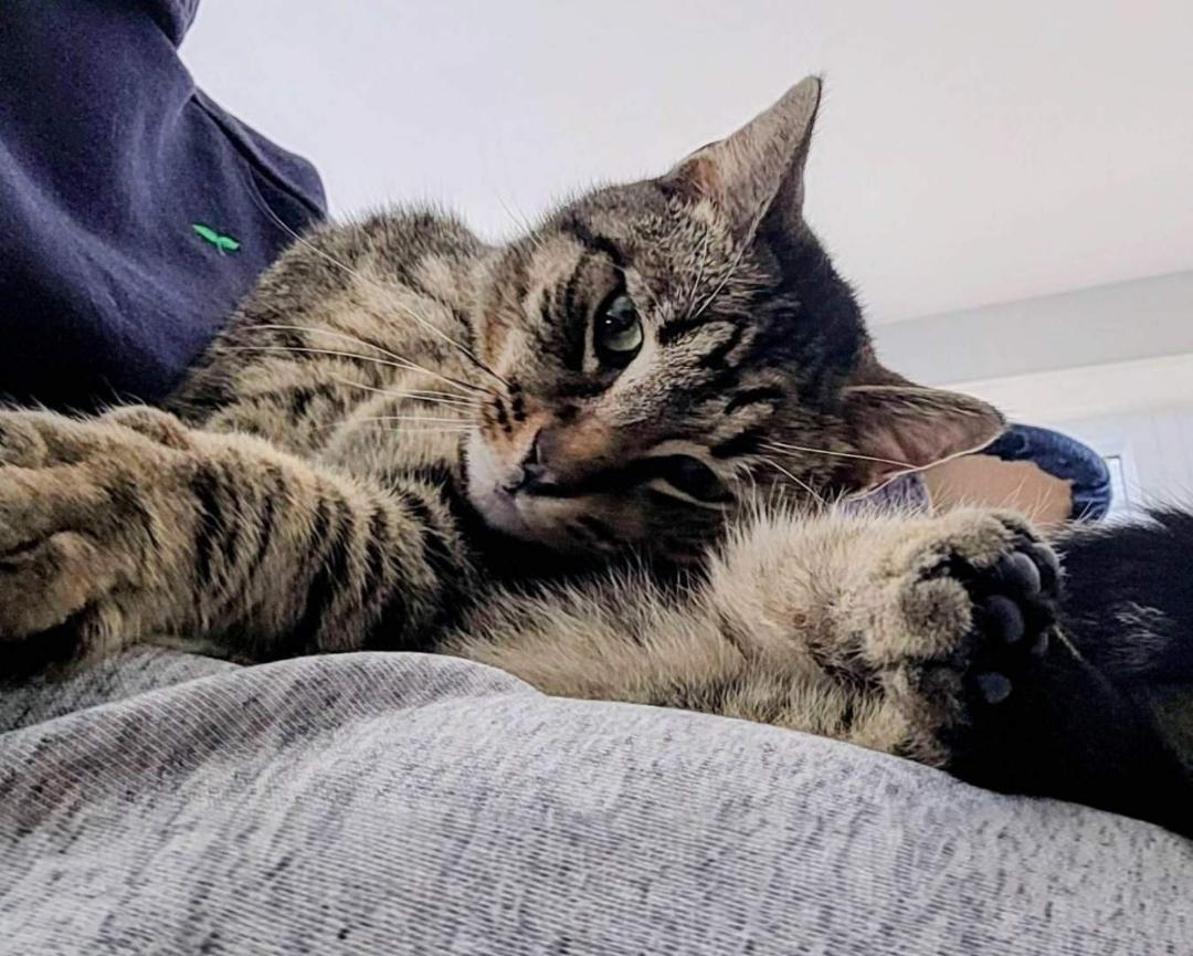 John, an adoptable Tabby in Hamilton, ON image 4/4