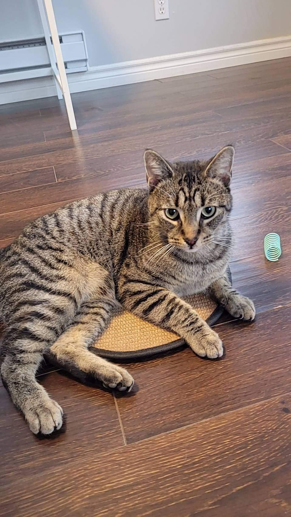 John, adoptable, Adult Male Tabby.