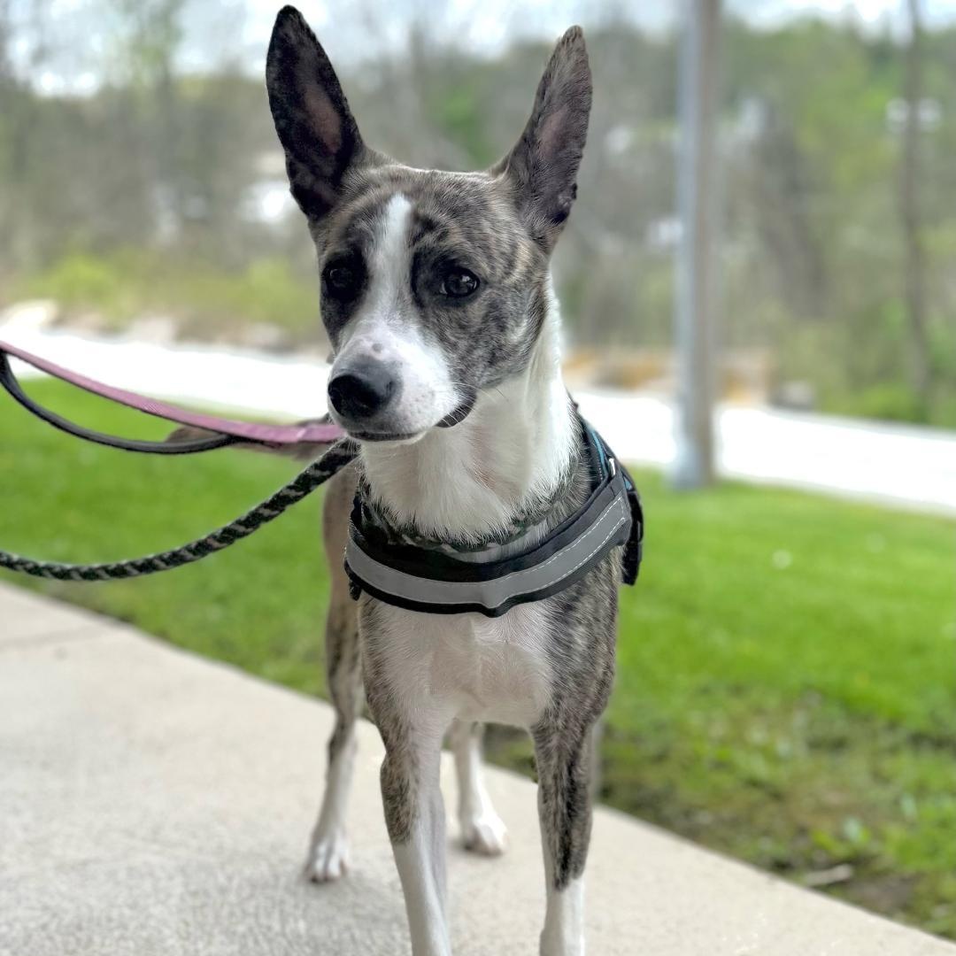 Ireland, an adopted Mixed Breed in Greensburg, PA image 2/3