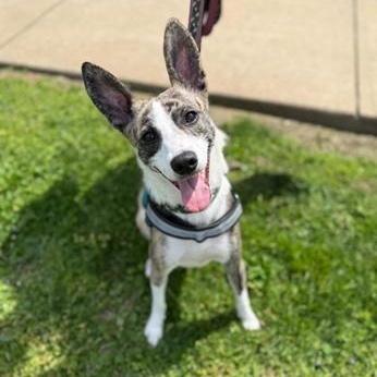 Ireland, an adopted Mixed Breed in Greensburg, PA image 1/3