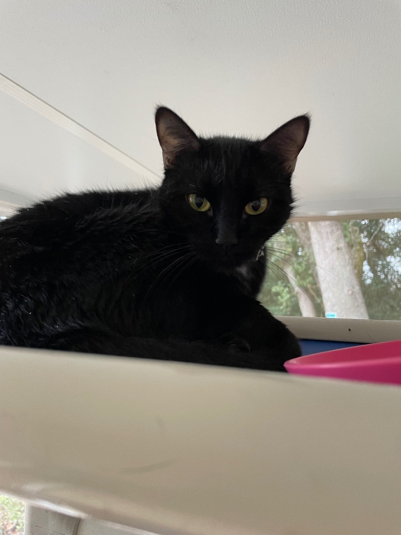 Delilah, Adoptable, Adult Female Domestic Short Hair.