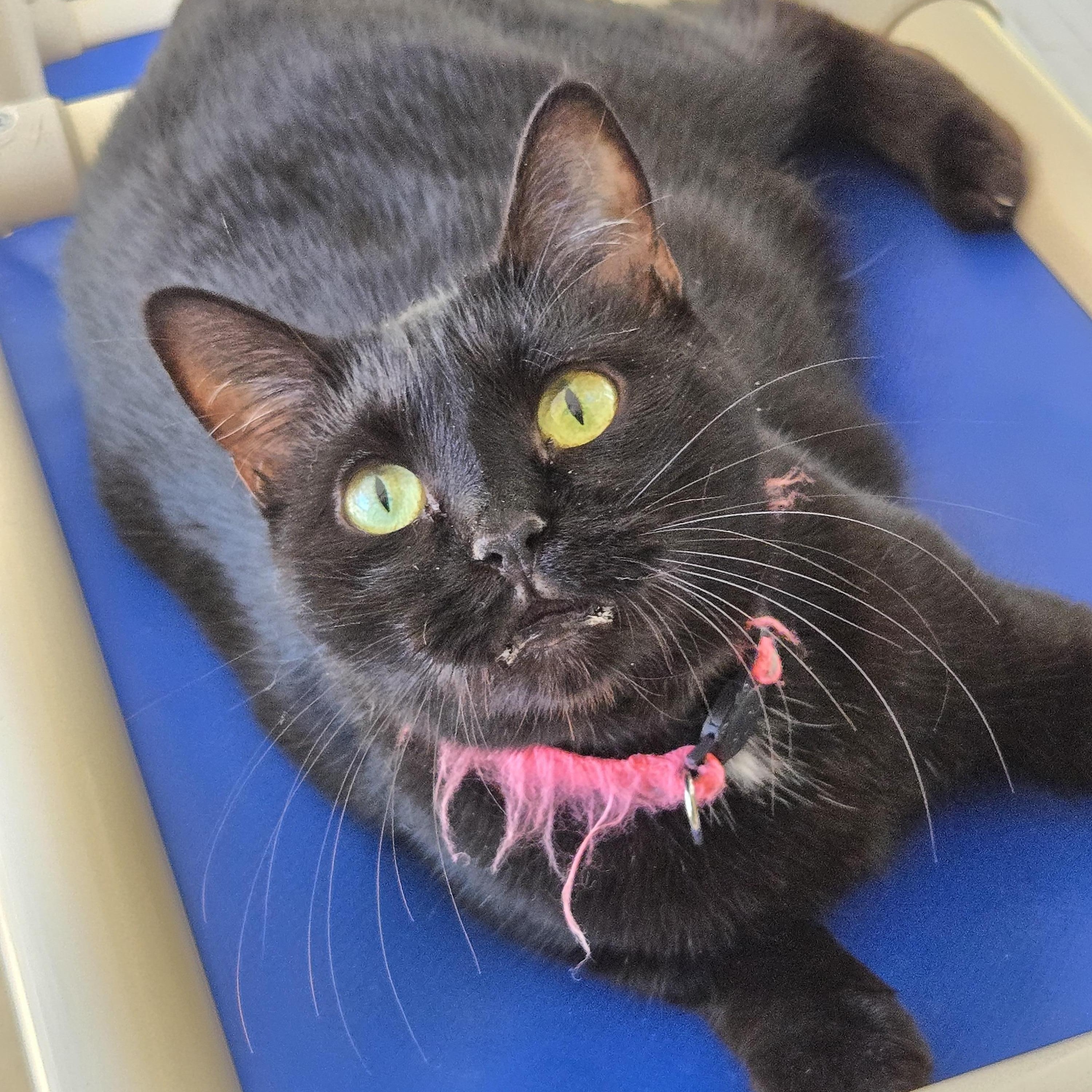 Delilah, Adoptable, Adult Female Domestic Short Hair.