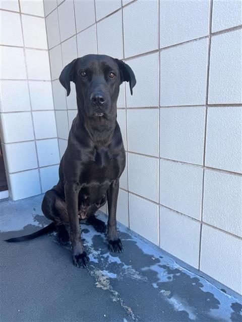 PEPPERMINT PATTIE, Adoptable, Adult Female Labrador Retriever & Great Dane.