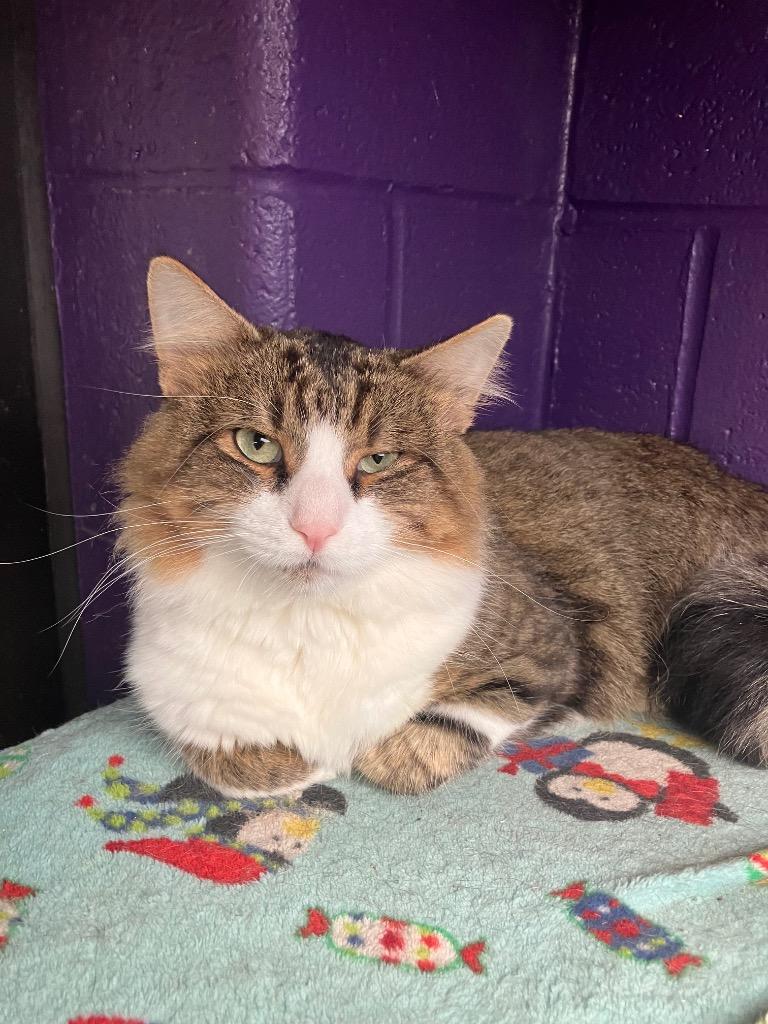 Enlarge Space Heater, a Adoptable mixed breed in Cincinnati, OH image 1/5