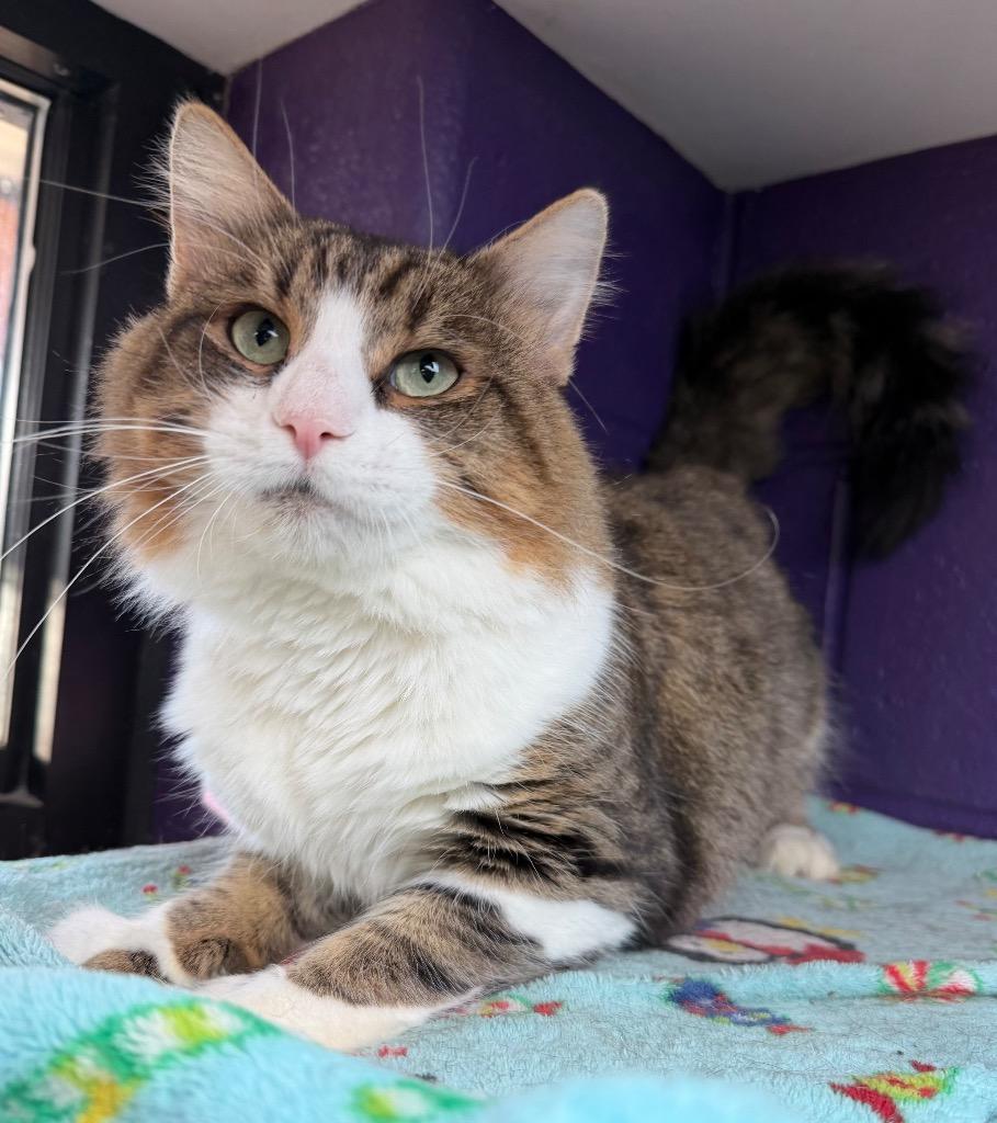 Enlarge Space Heater, a Adoptable mixed breed in Cincinnati, OH image 2/5