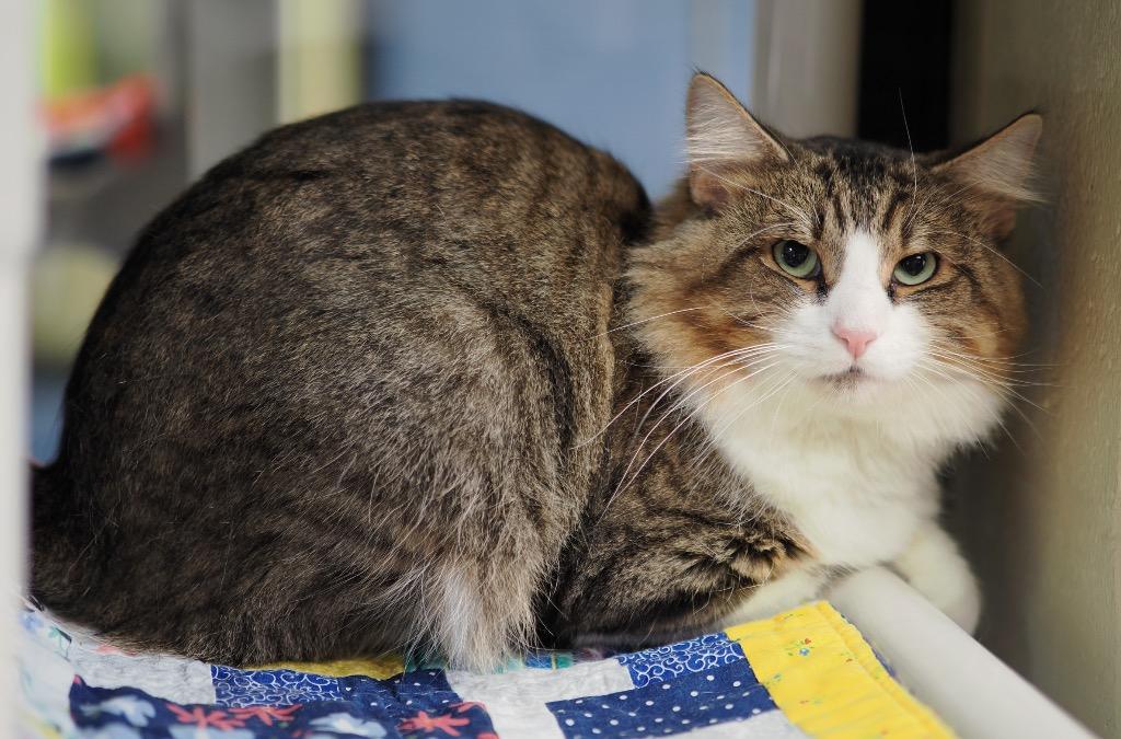 Enlarge Space Heater, a Adoptable mixed breed in Cincinnati, OH image 3/5
