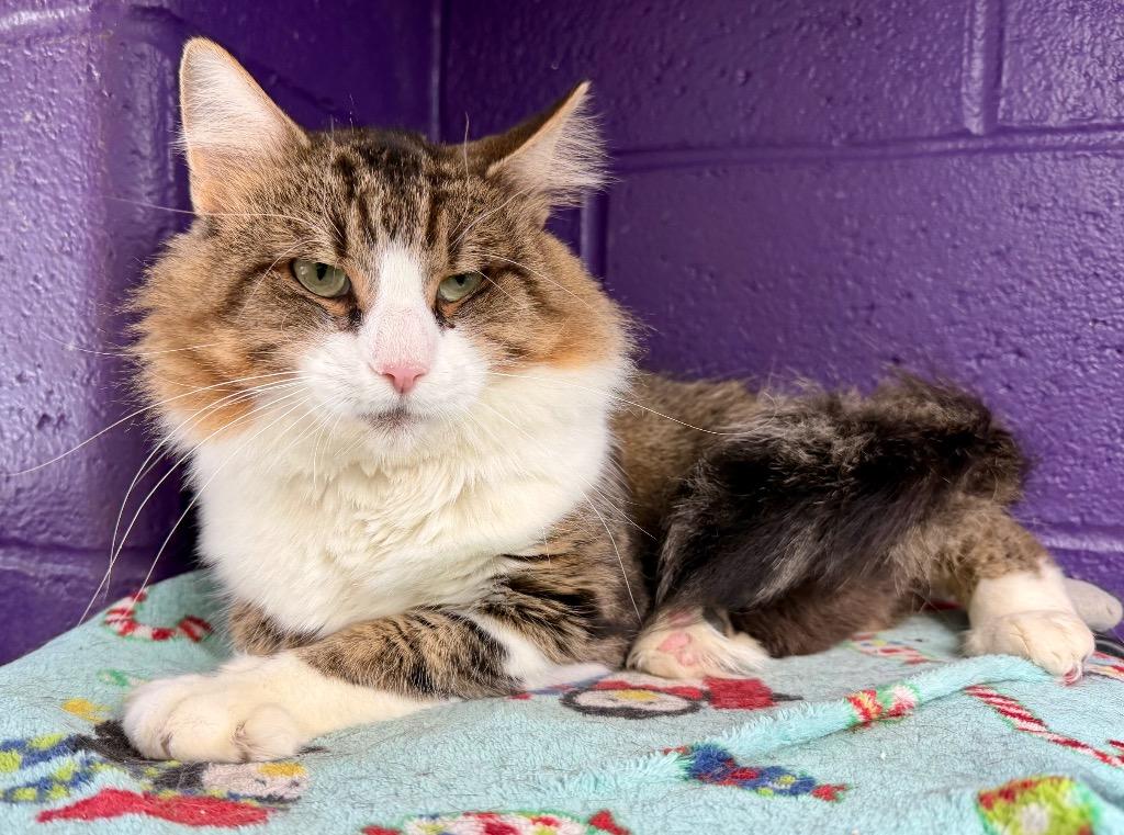 Enlarge Space Heater, a Adoptable mixed breed in Cincinnati, OH image 4/5