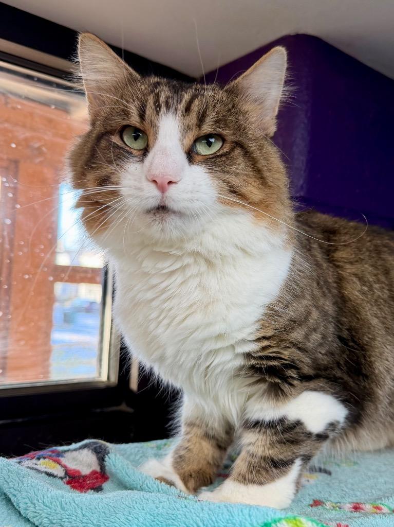 Enlarge Space Heater, a Adoptable mixed breed in Cincinnati, OH image 5/5