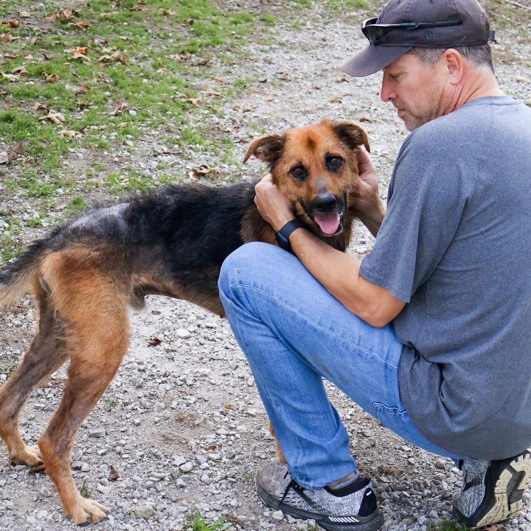 Homer, a Adoptable mixed breed in Hollister, MO image 3/3