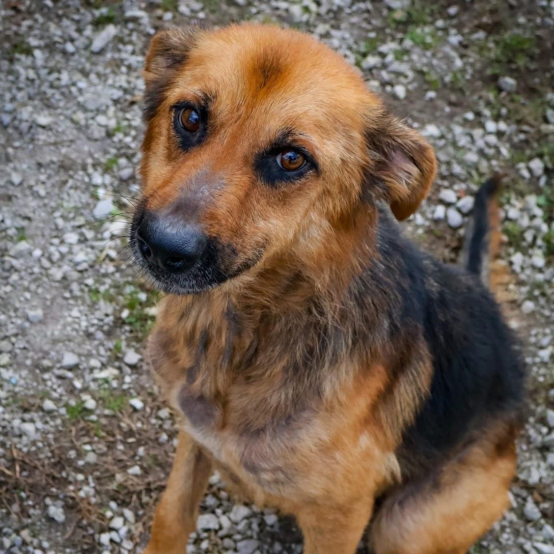 Homer, a Adoptable mixed breed in Hollister, MO image 2/3