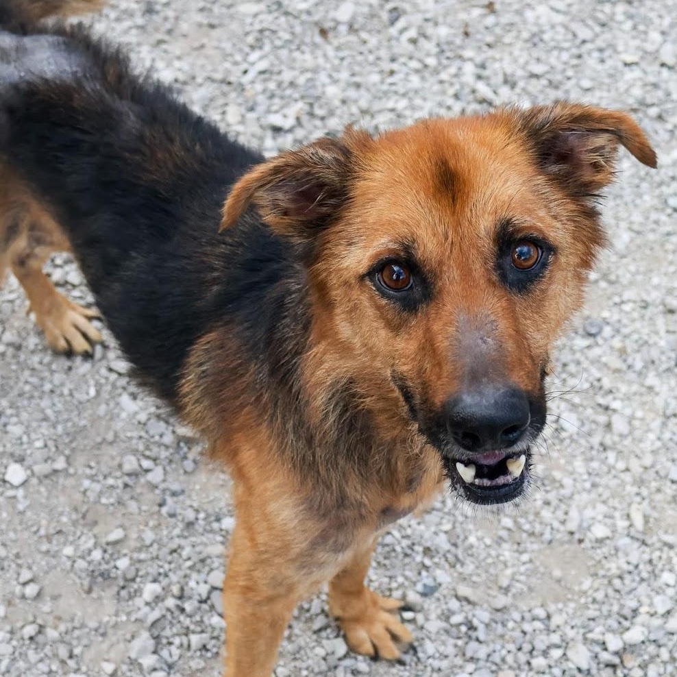 Homer, a Adoptable mixed breed in Hollister, MO image 1/3