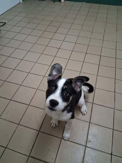 Enlarge Selena, a Adoptable mixed breed in Scottsbluff, NE image 1/3