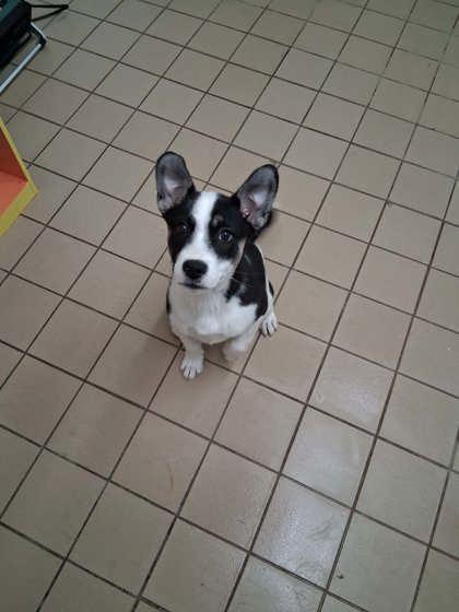 Enlarge Selena, a Adoptable mixed breed in Scottsbluff, NE image 2/3