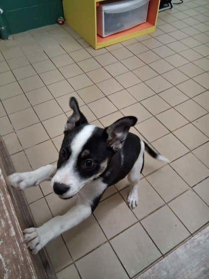 Enlarge Selena, a Adoptable mixed breed in Scottsbluff, NE image 3/3