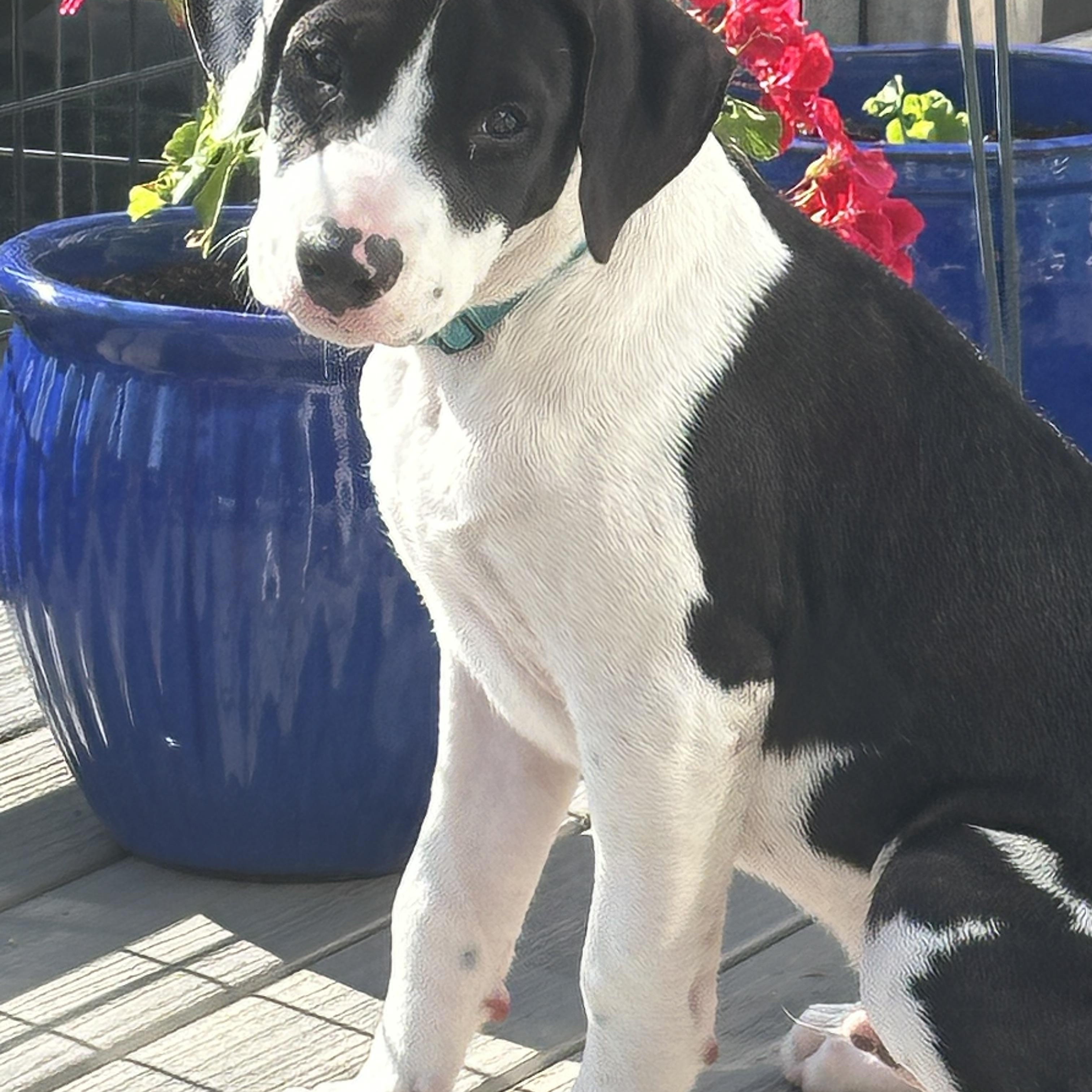 Po - in Maine, ADOPTABLE, Puppy Male Mixed Breed.