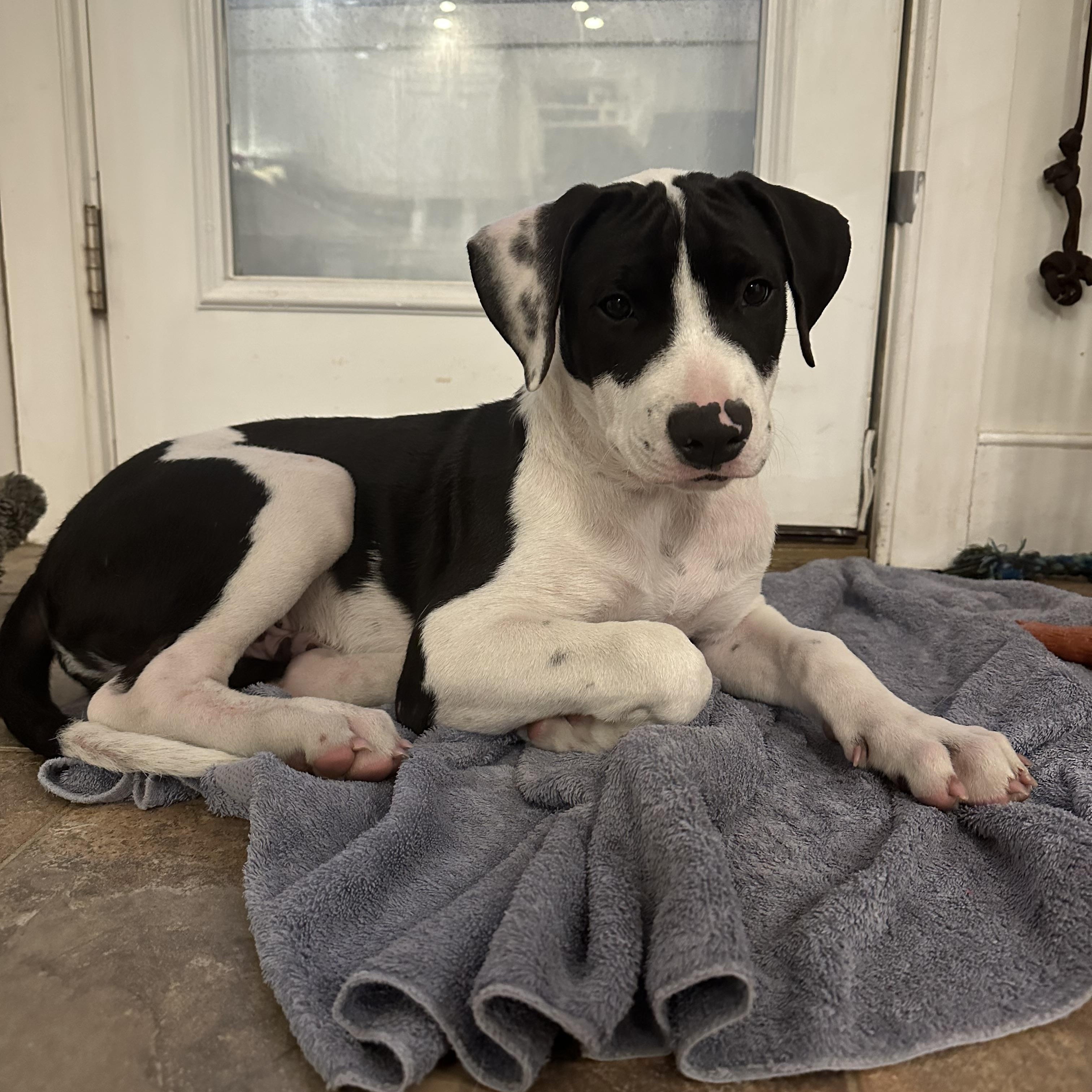 Enlarge Po - in Maine, a ADOPTABLE Mixed Breed in Kennebunkport, ME image 2/3