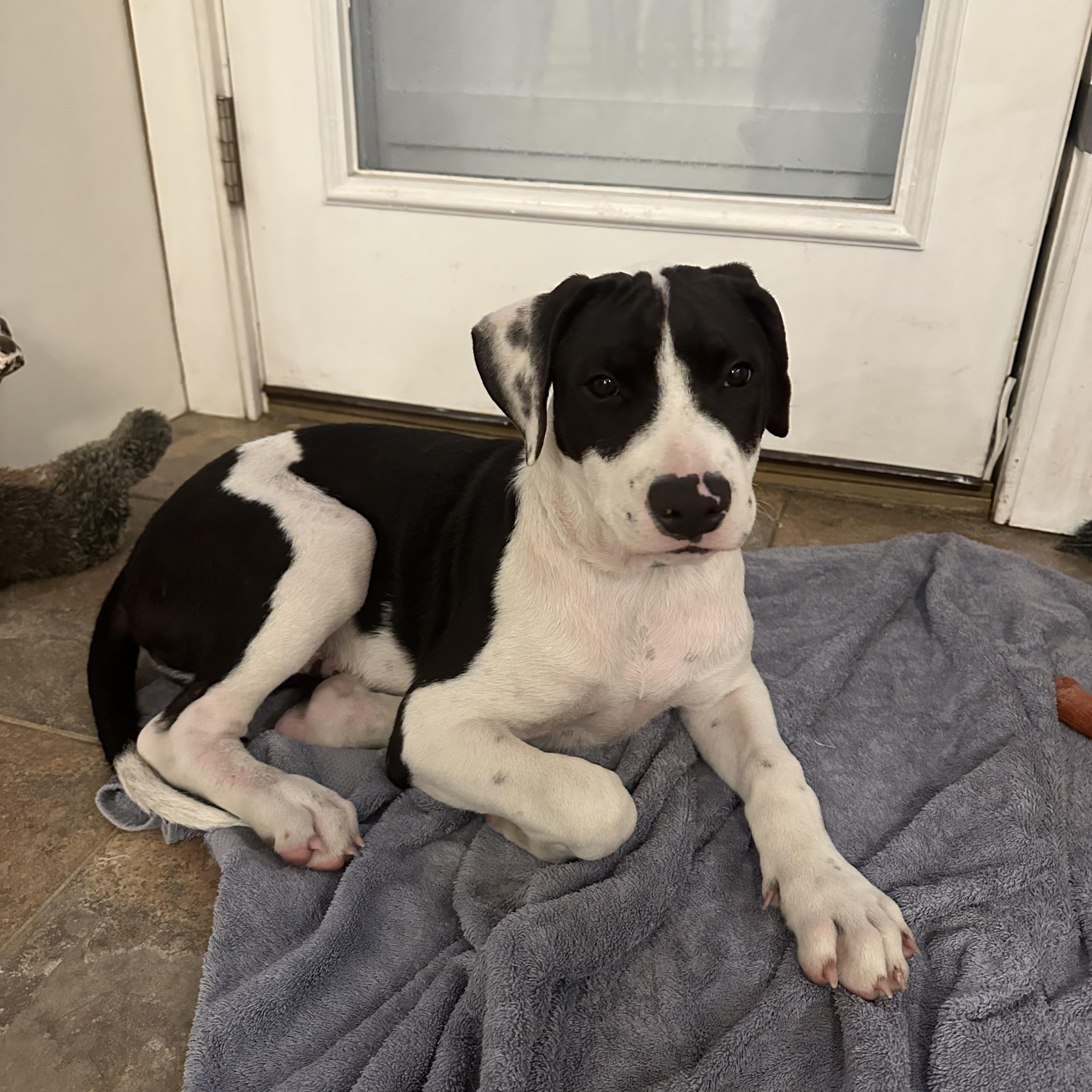 Enlarge Po - in Maine, a ADOPTABLE Mixed Breed in Kennebunkport, ME image 3/3