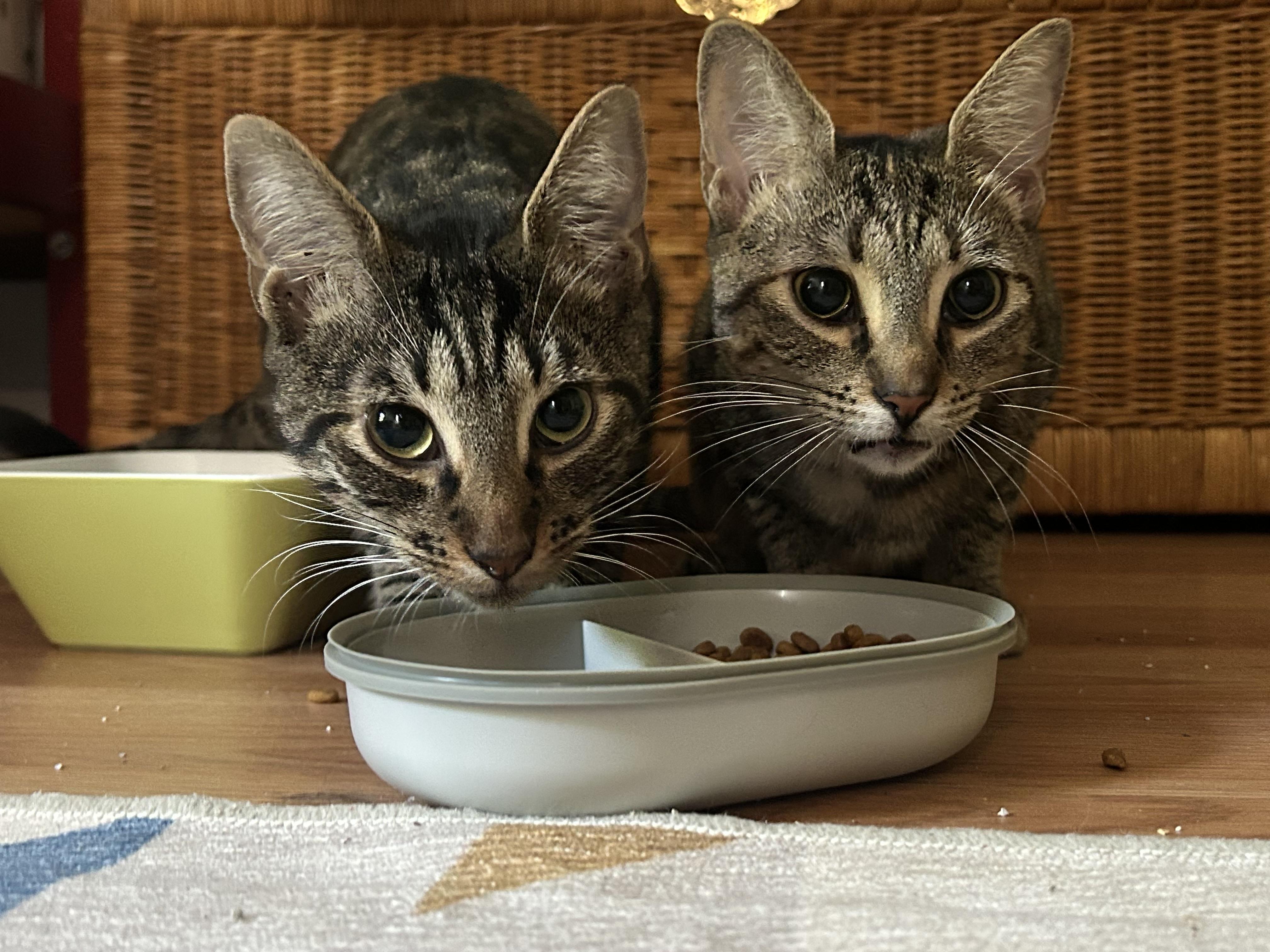 Mug & Mop (BONDED PAIR)