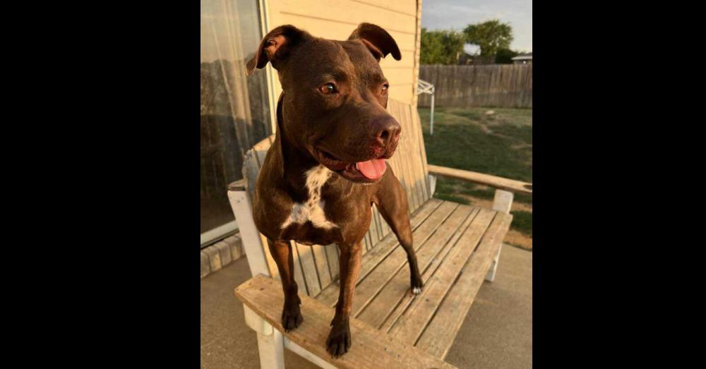 Jenny, Adoptable, Young Female Labrador Retriever & Pit Bull Terrier.